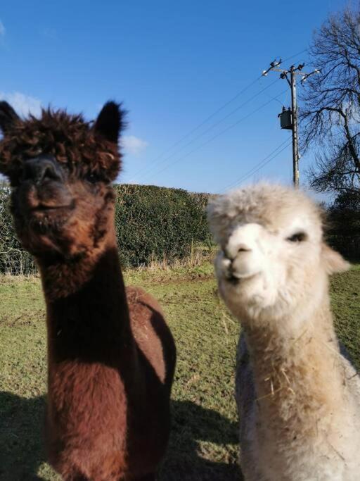 A spacious rural apartment with alpacas to enjoys view 5