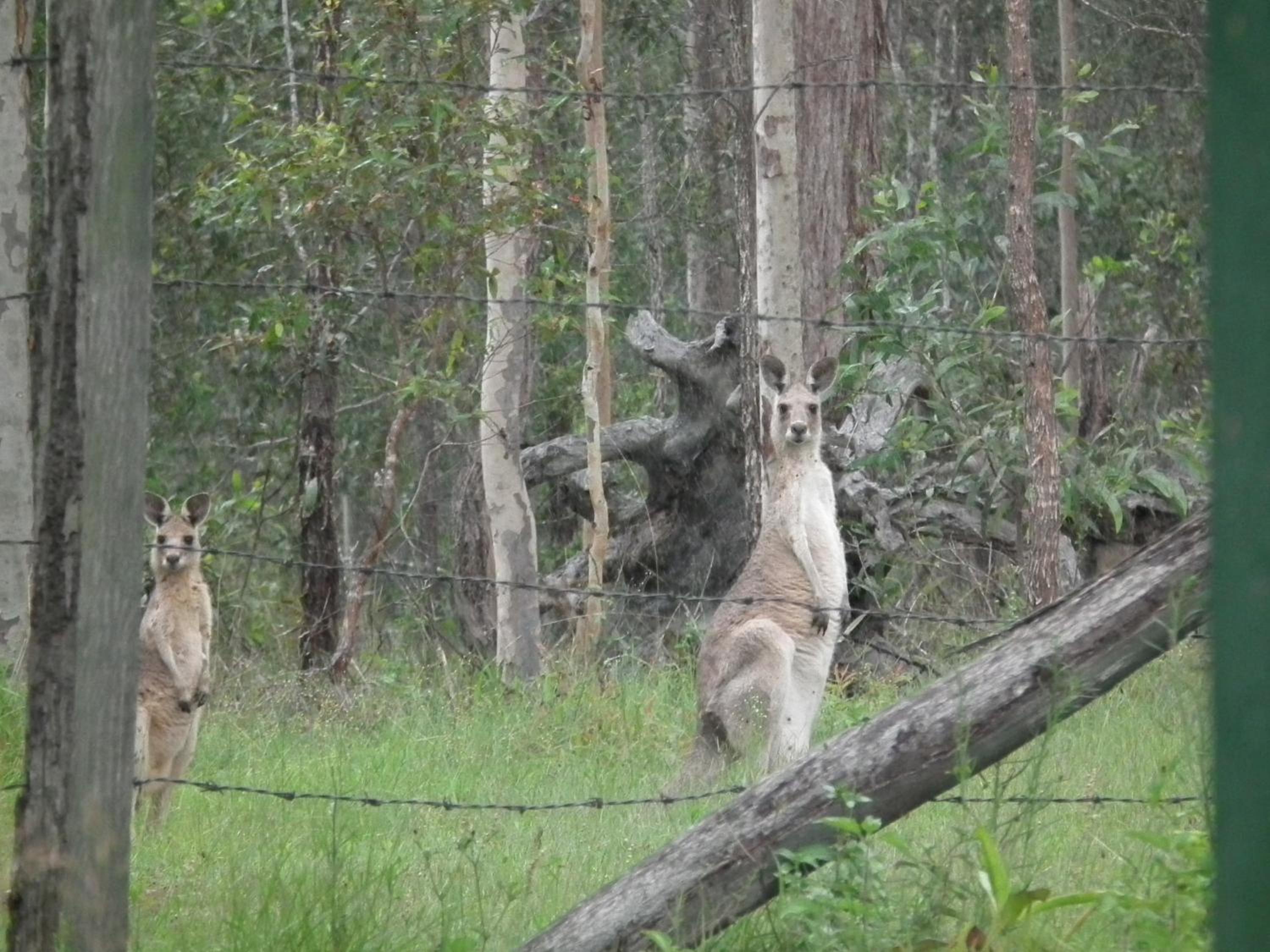 Back to the Bush