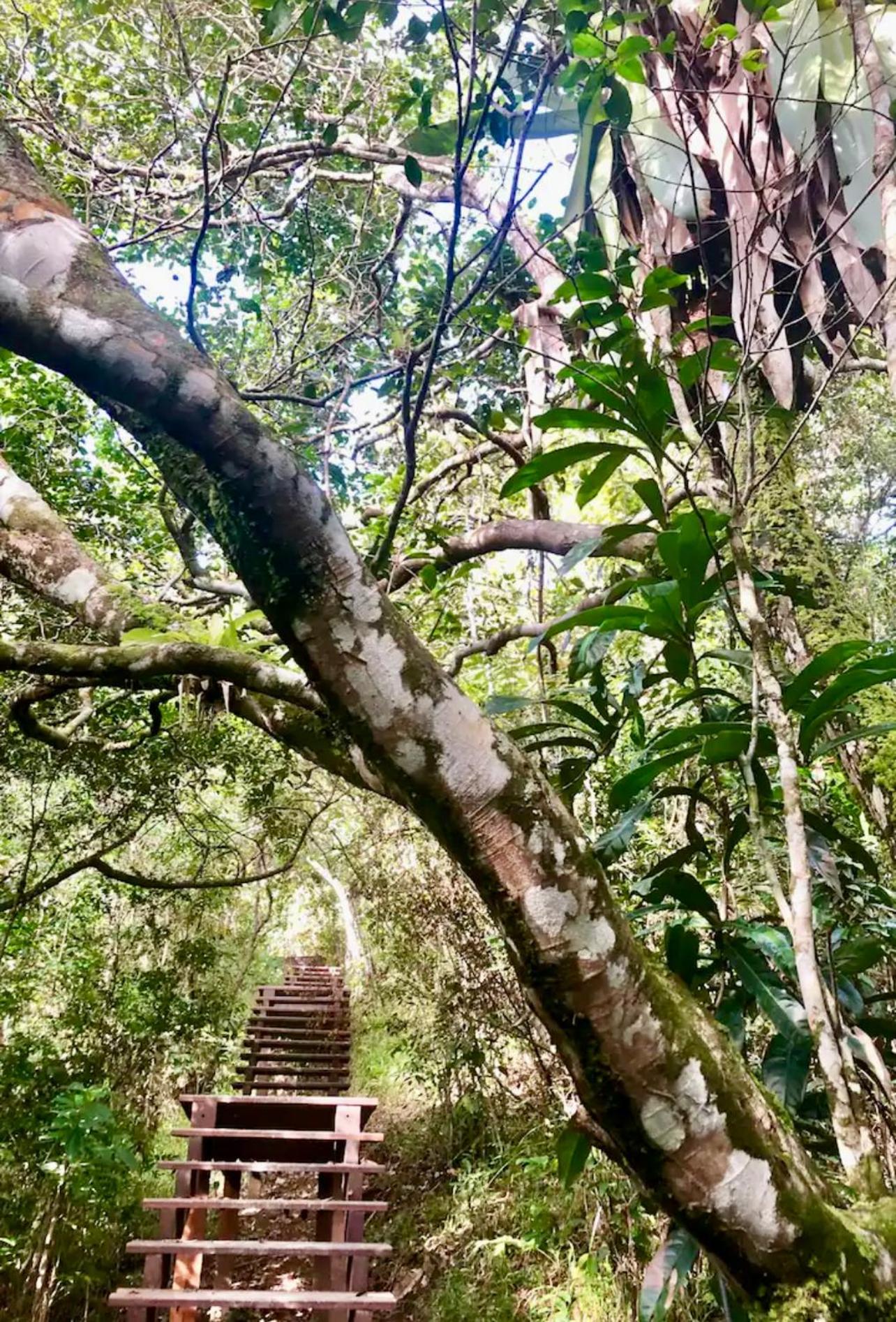 A Casinha da Floresta