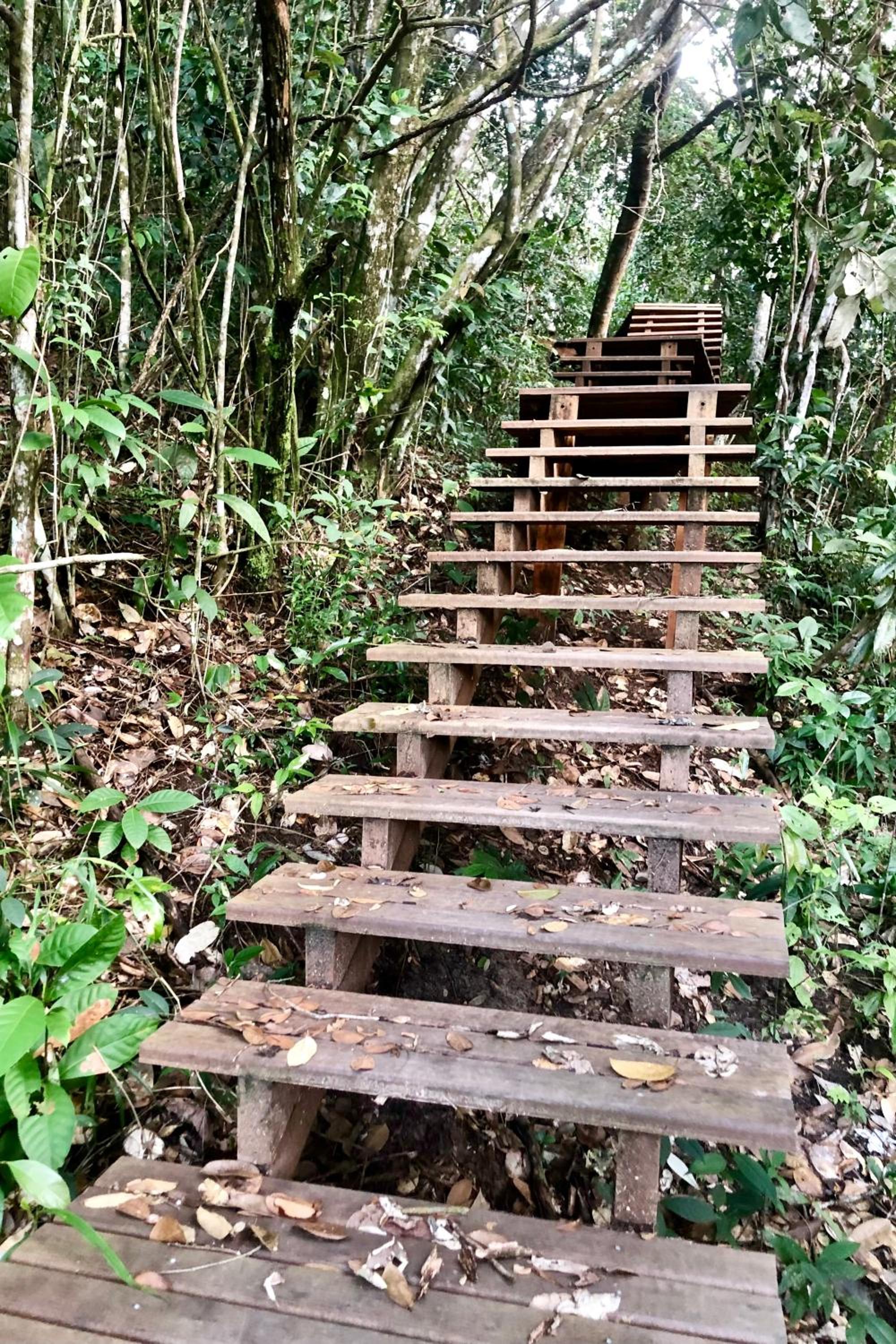 A Casinha da Floresta