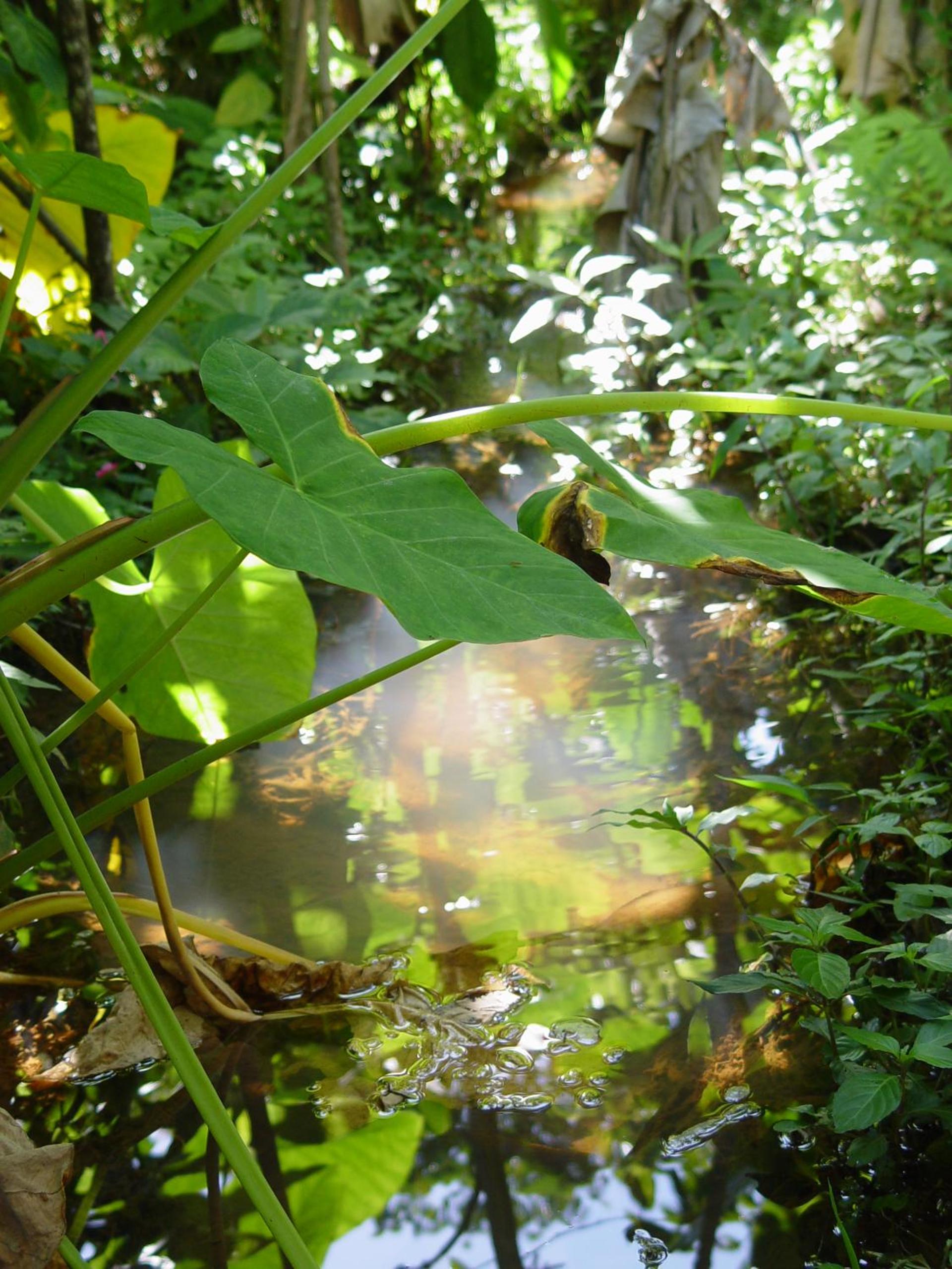 Mogambo Ecolodge