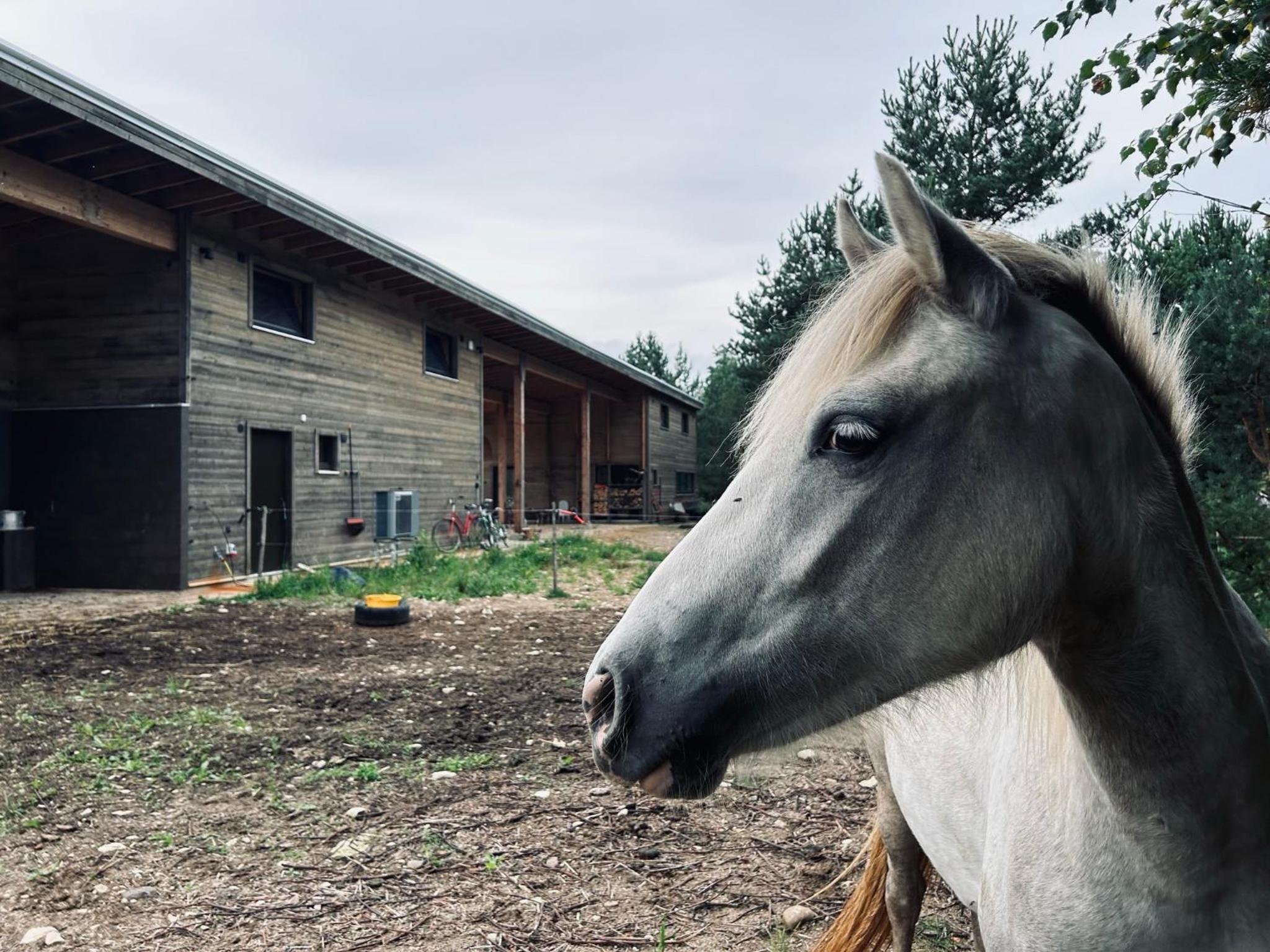A country house with horses