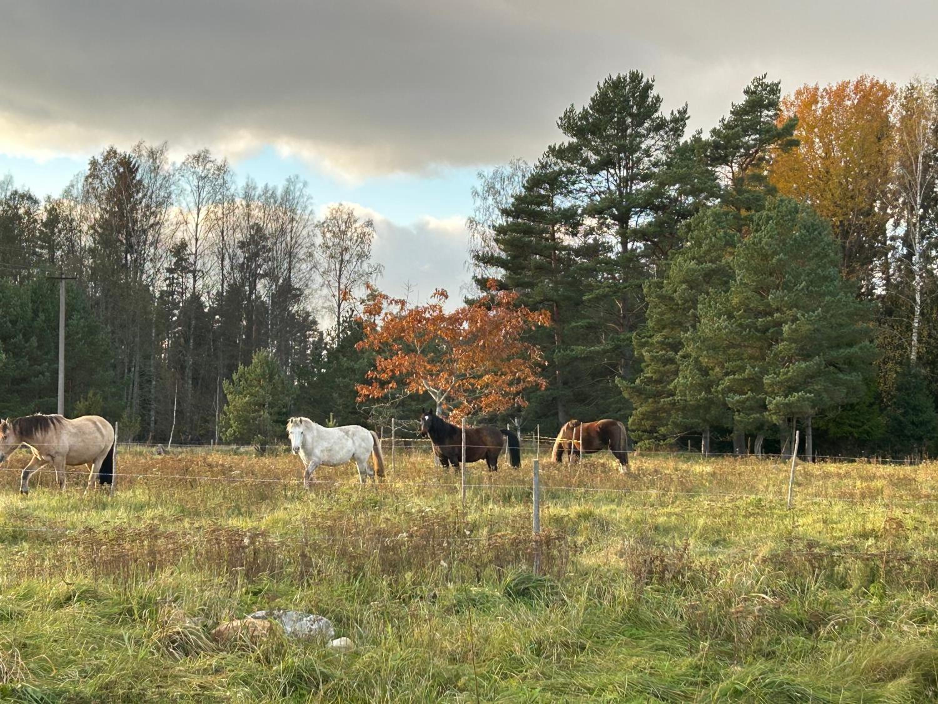 A country house with horses