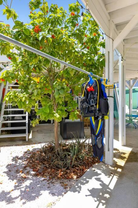 Your Bonaire Escape a 2BR Pool House BachelorsBeach for Divers