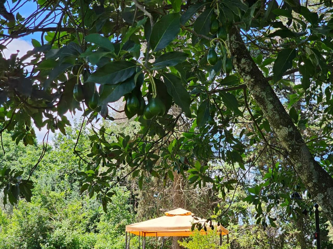 Villa Arbolada