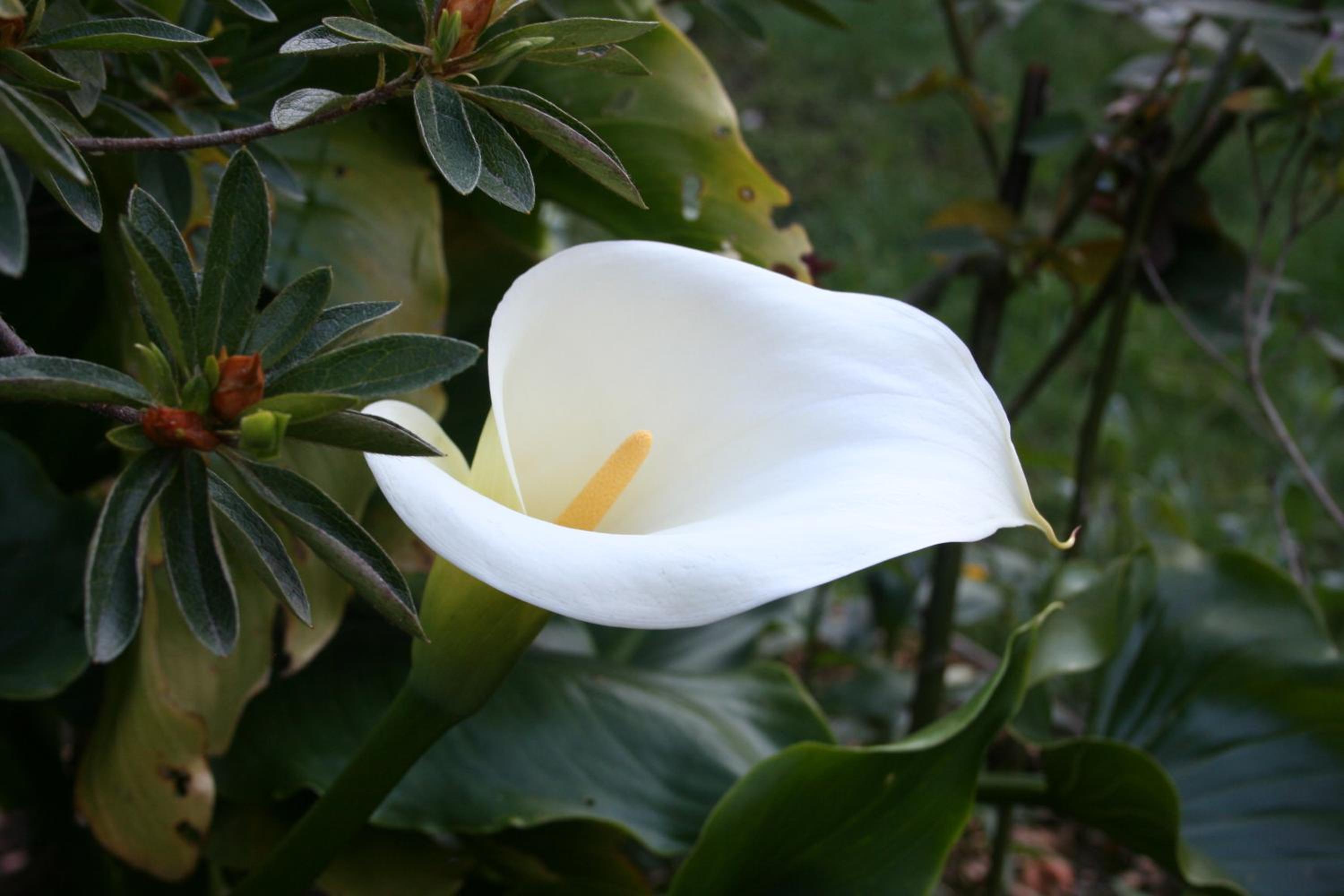 Pucón Forest Wellness