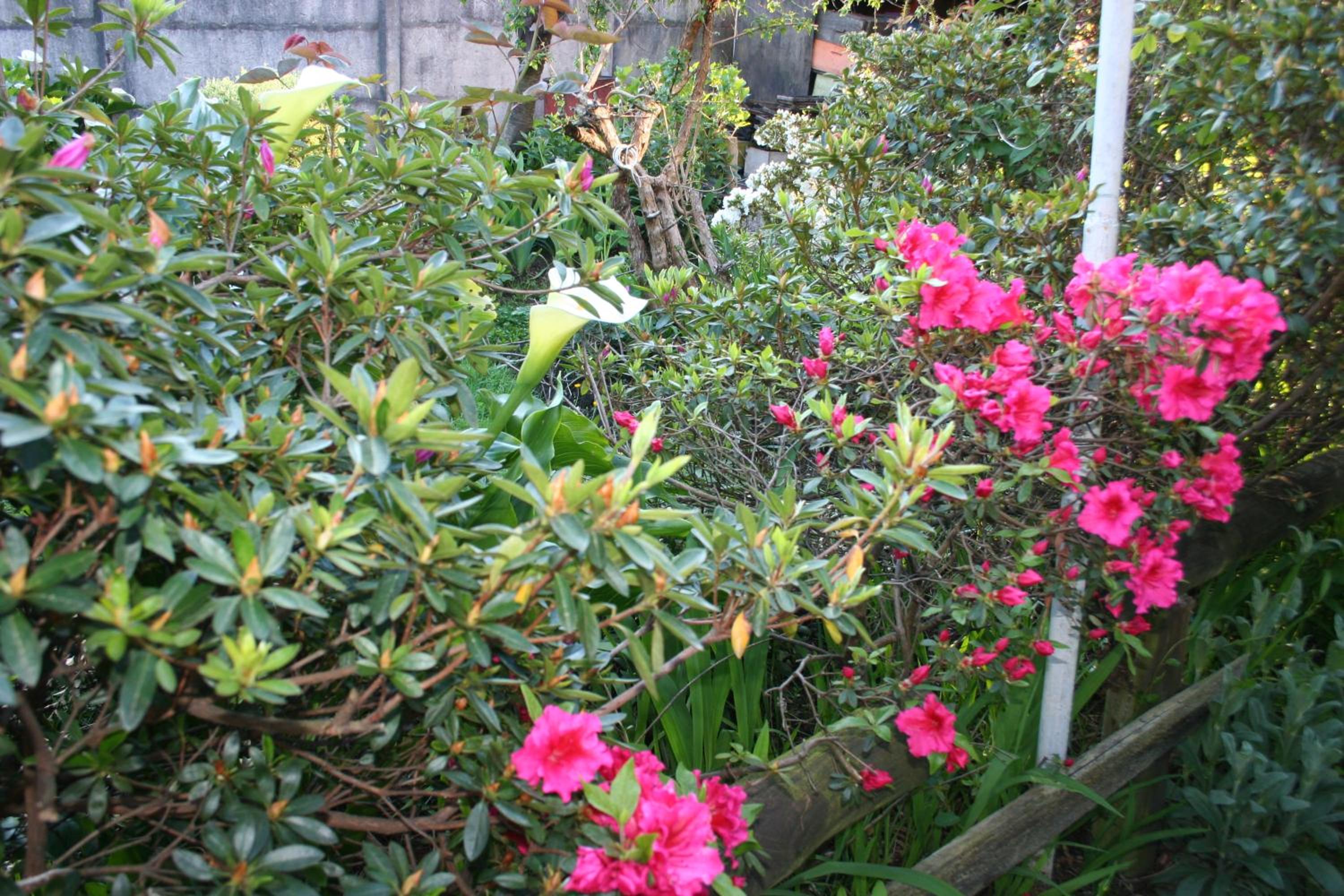 Pucón Forest Wellness