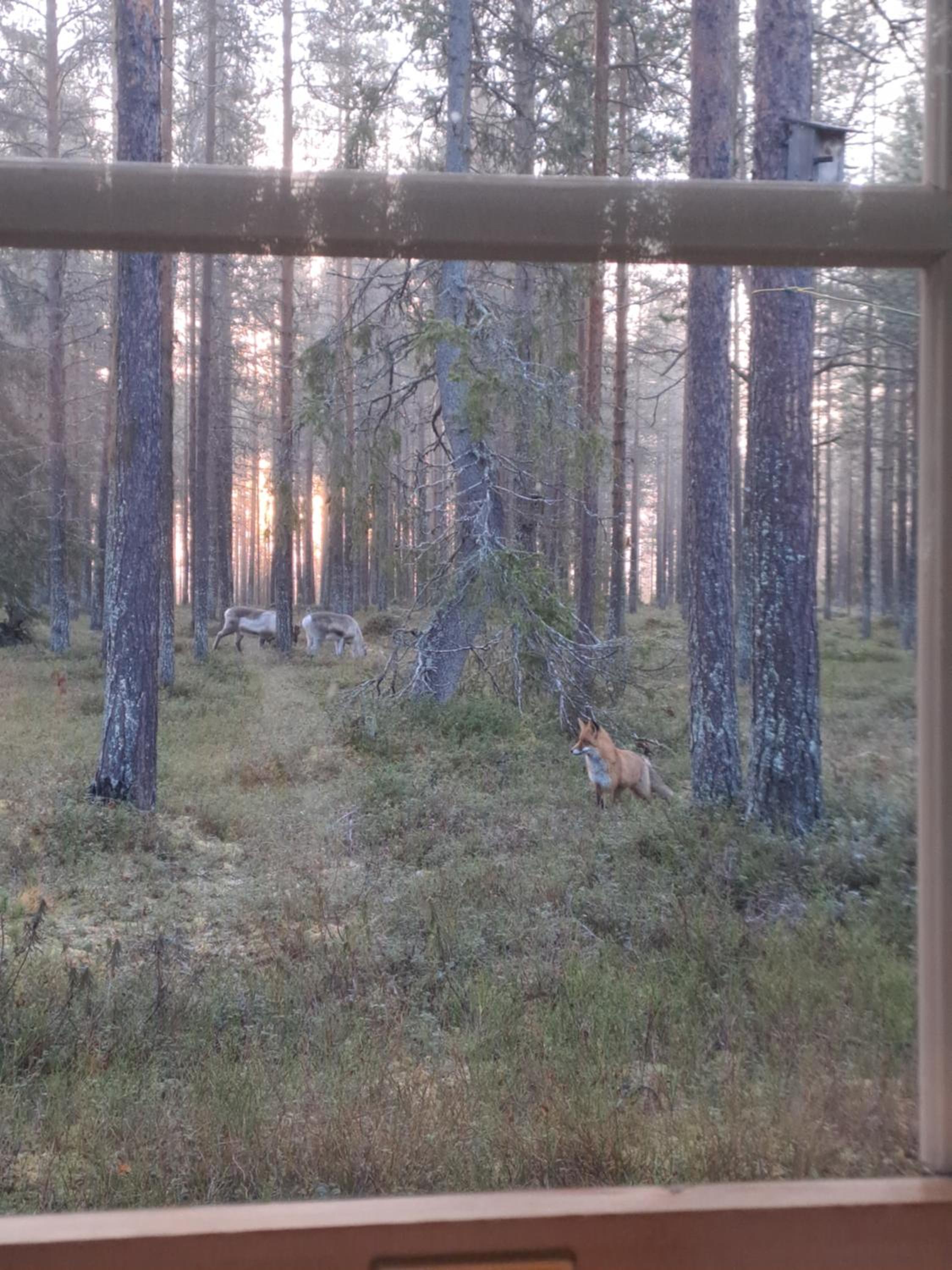 Ylläs Nilimaja