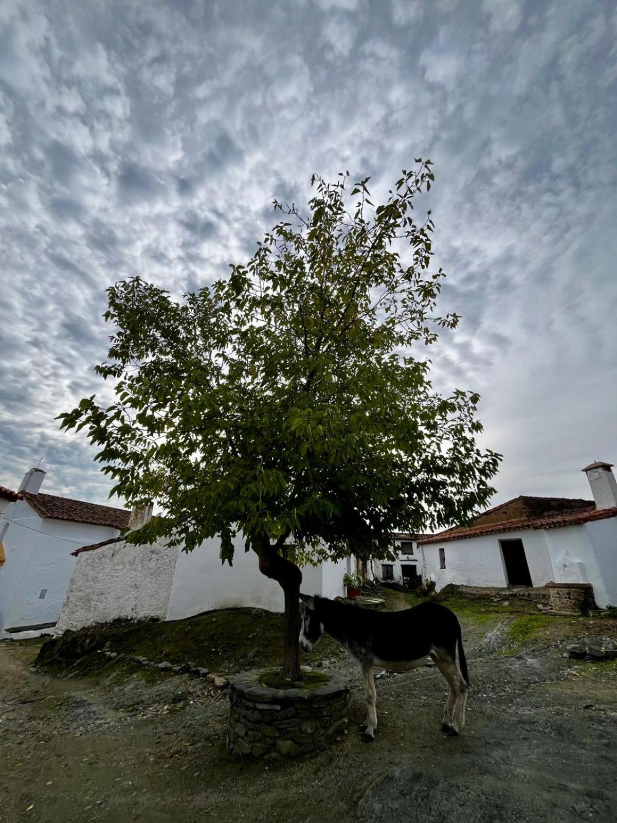 Casa Tía Isidra