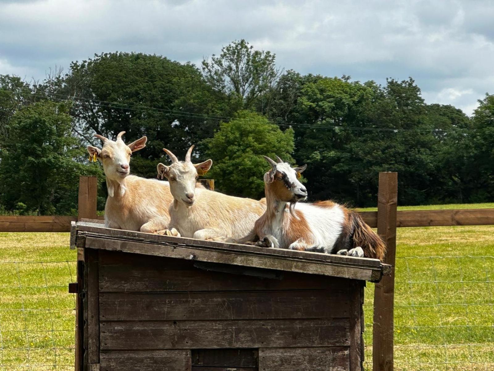 Stags Hide
