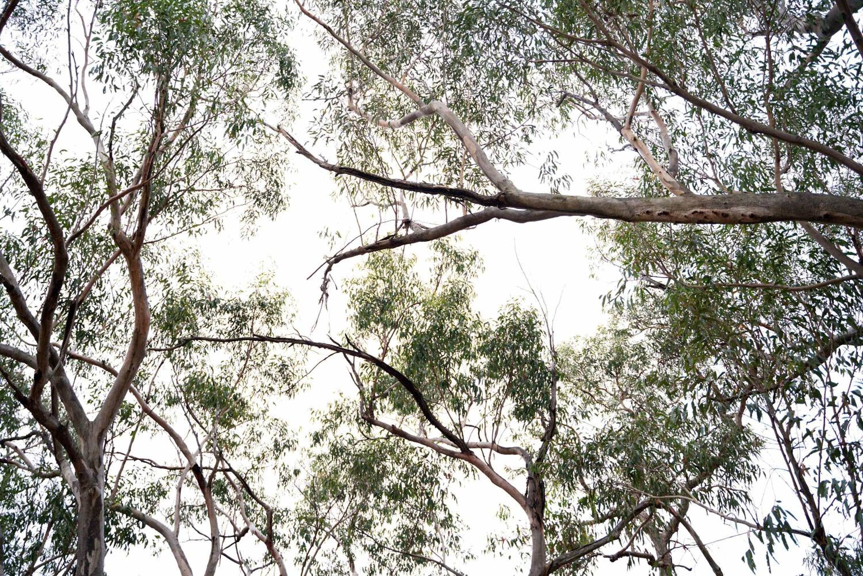 Whispering Wallaby by Tiny Away