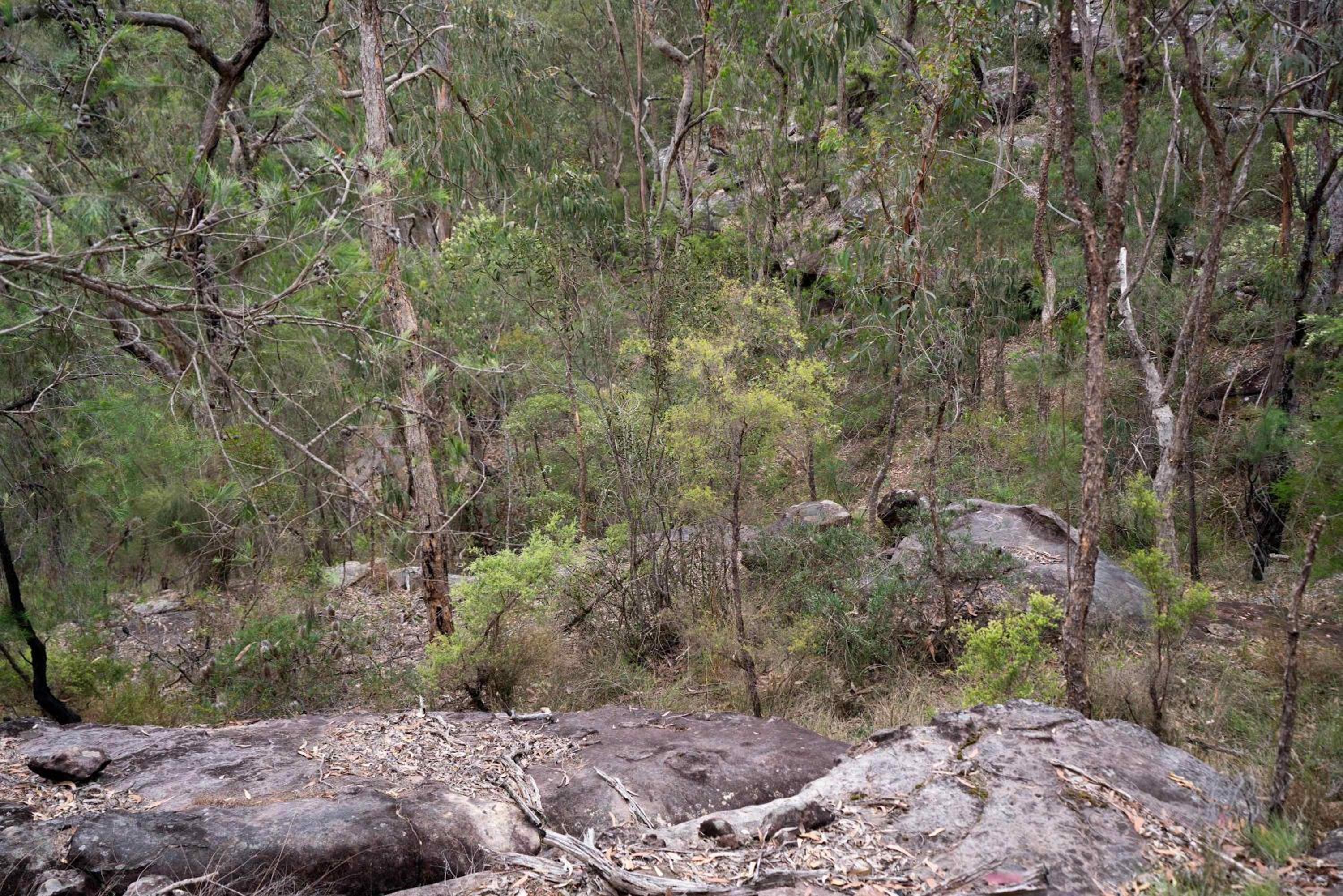 Whispering Wallaby by Tiny Away