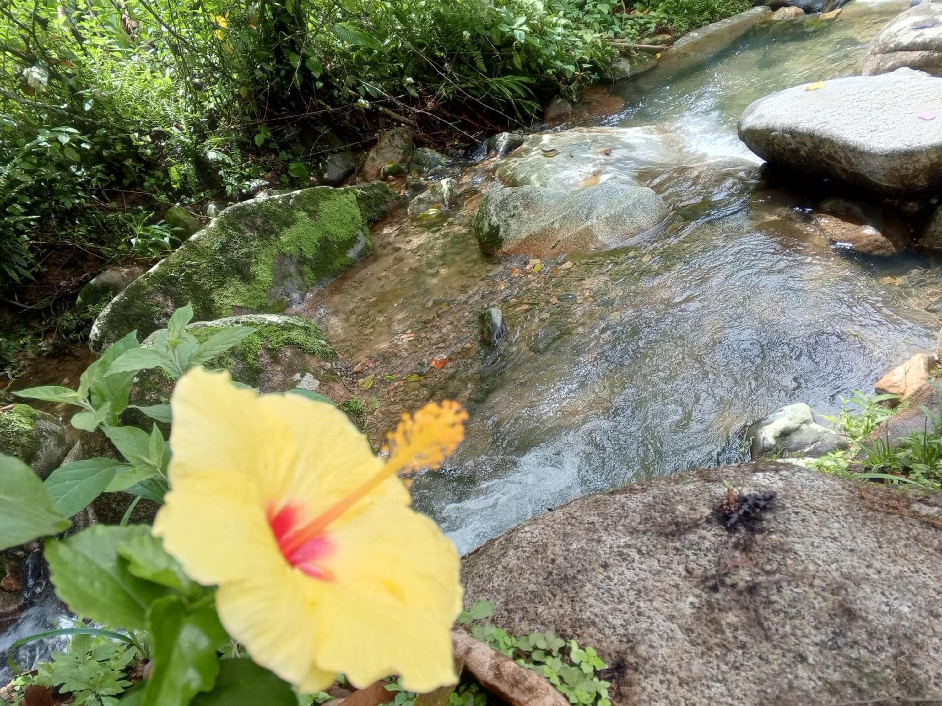 Cabaña en el Bosque