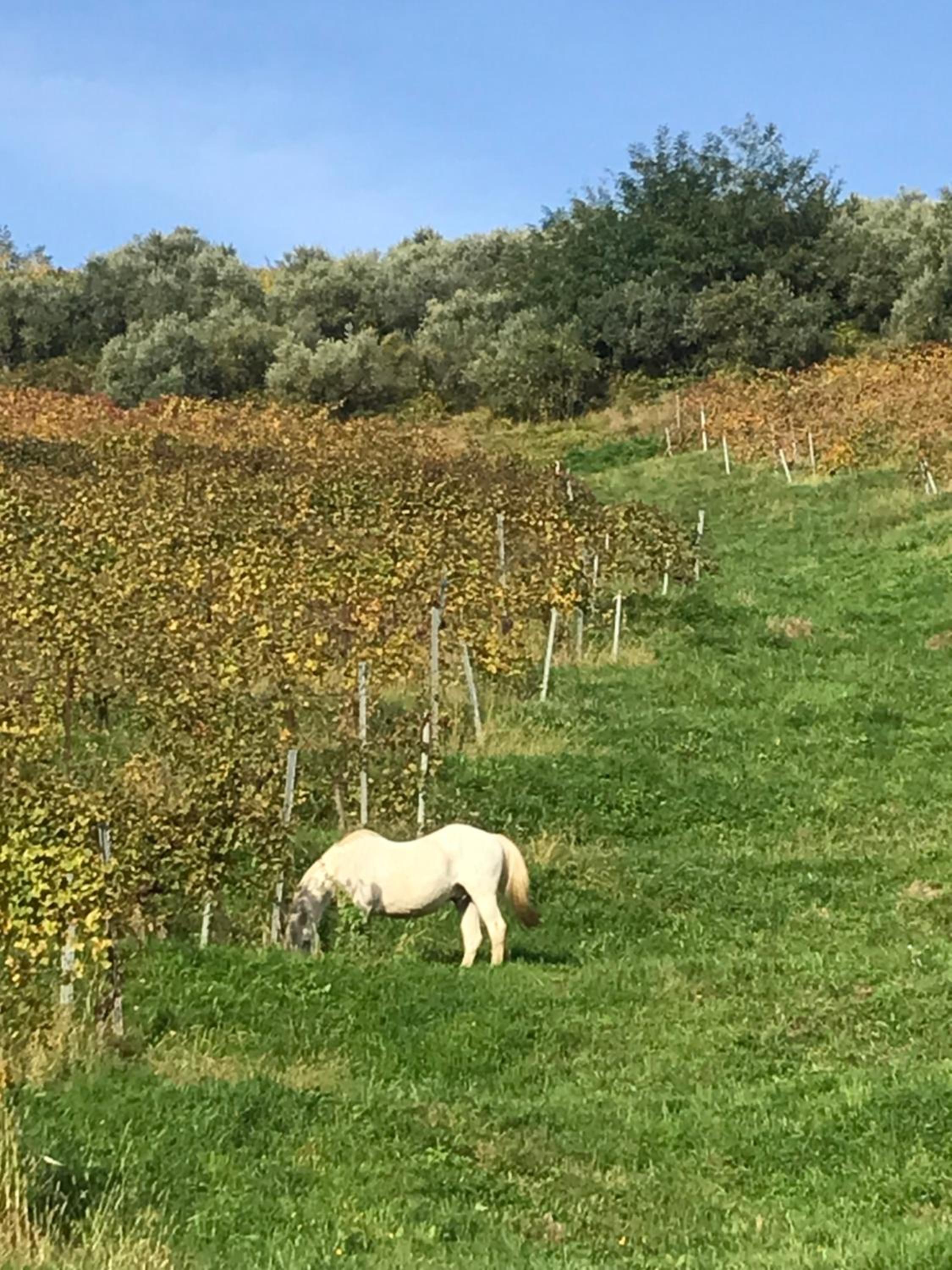 Tenuta Valdomini