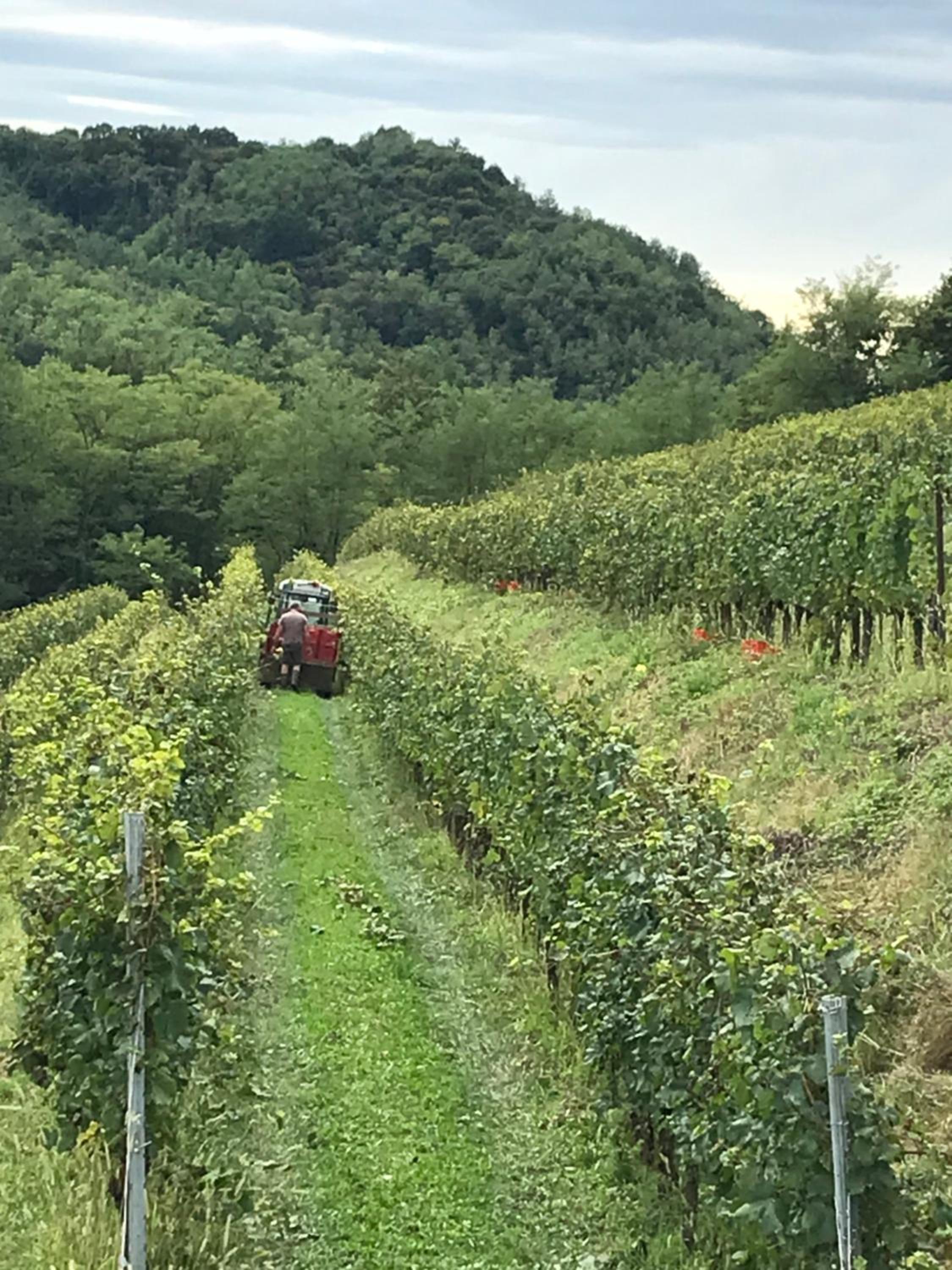 Tenuta Valdomini