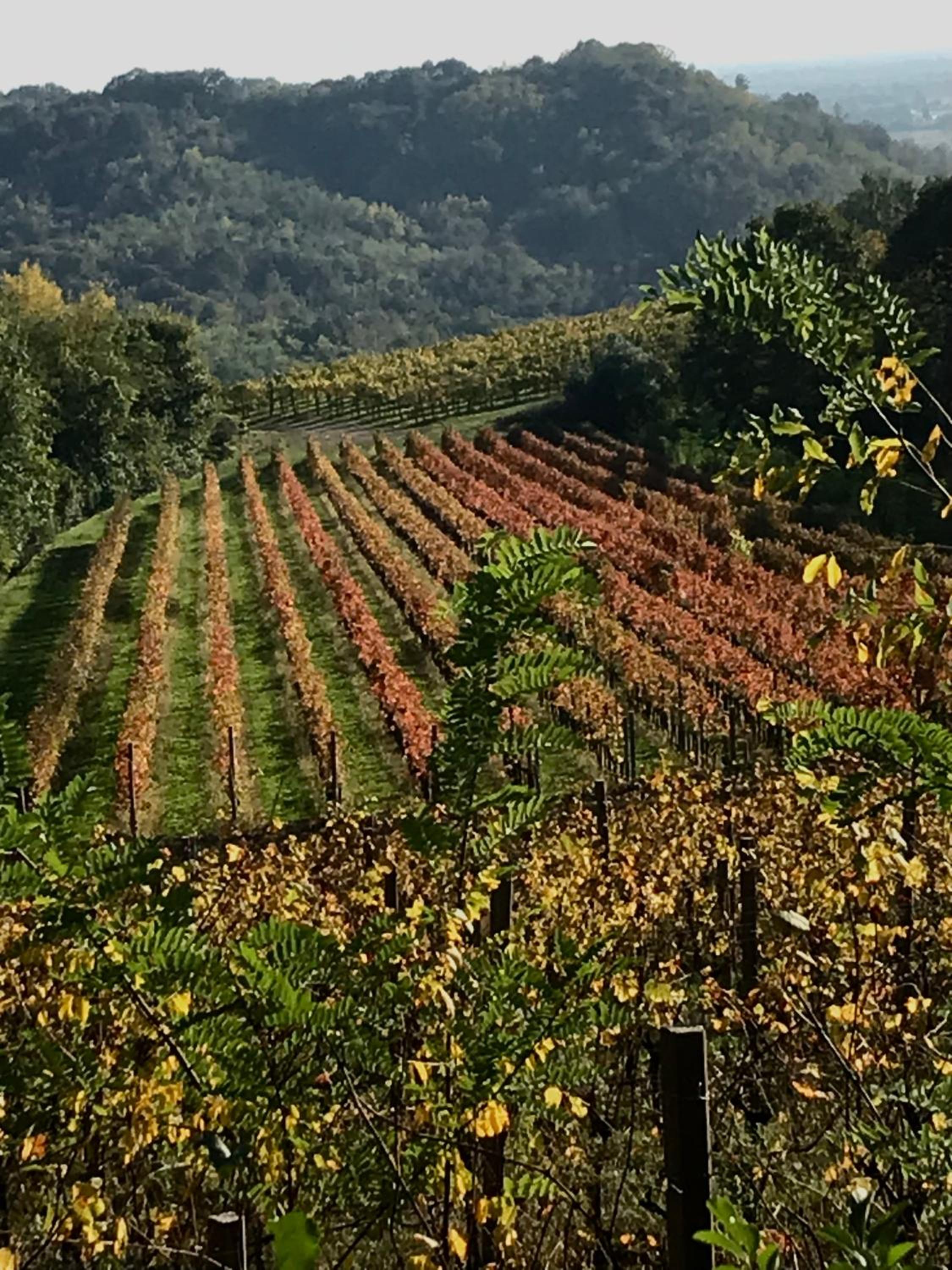 Tenuta Valdomini