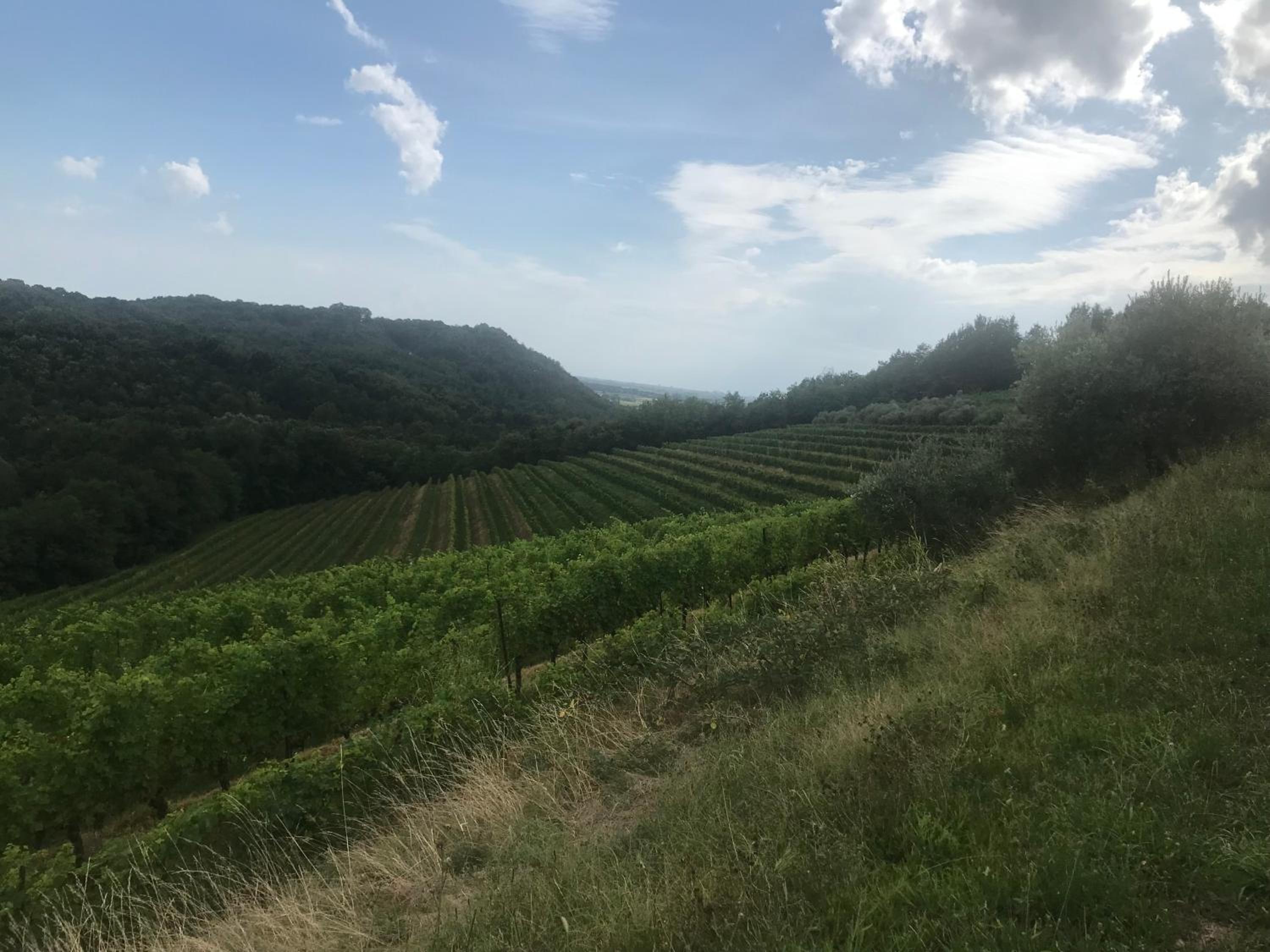 Tenuta Valdomini