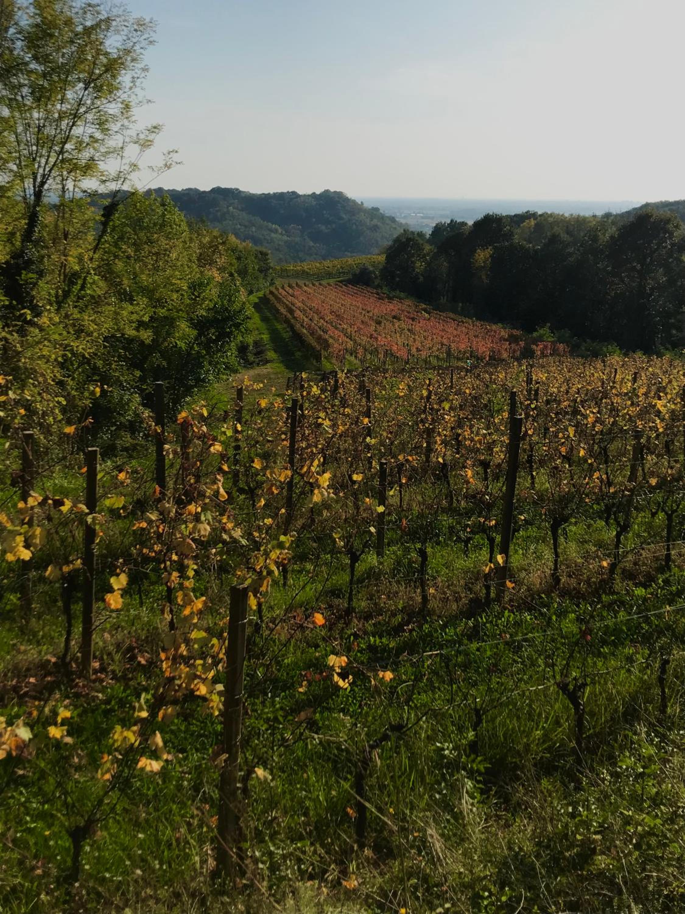 Tenuta Valdomini