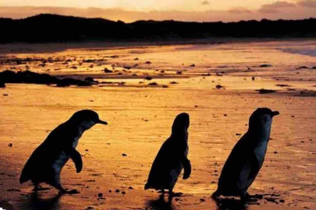 Cedar Palms Pet friendly close to red rocks beach
