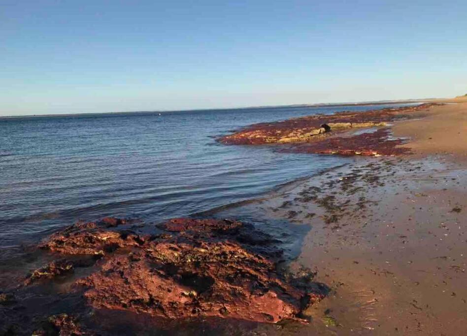 Cedar Palms Pet friendly close to red rocks beach