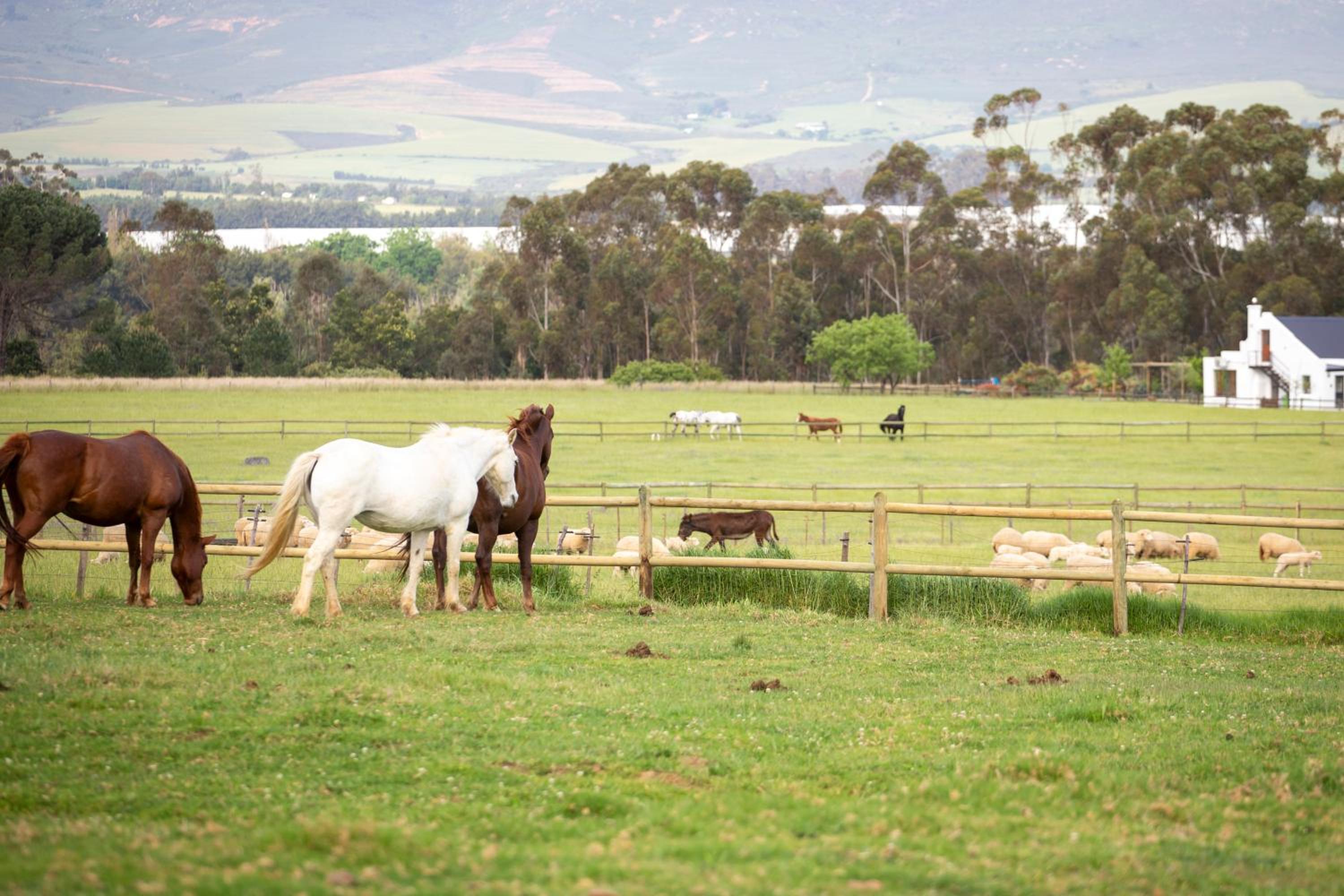 Raptor Rise Farm