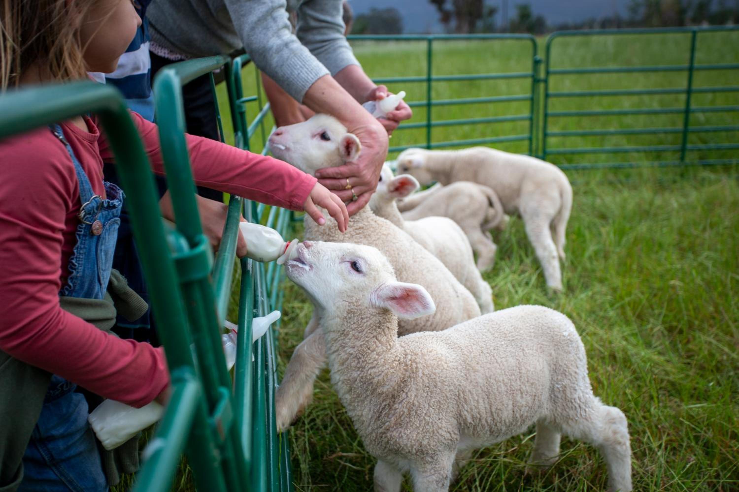 Raptor Rise Farm