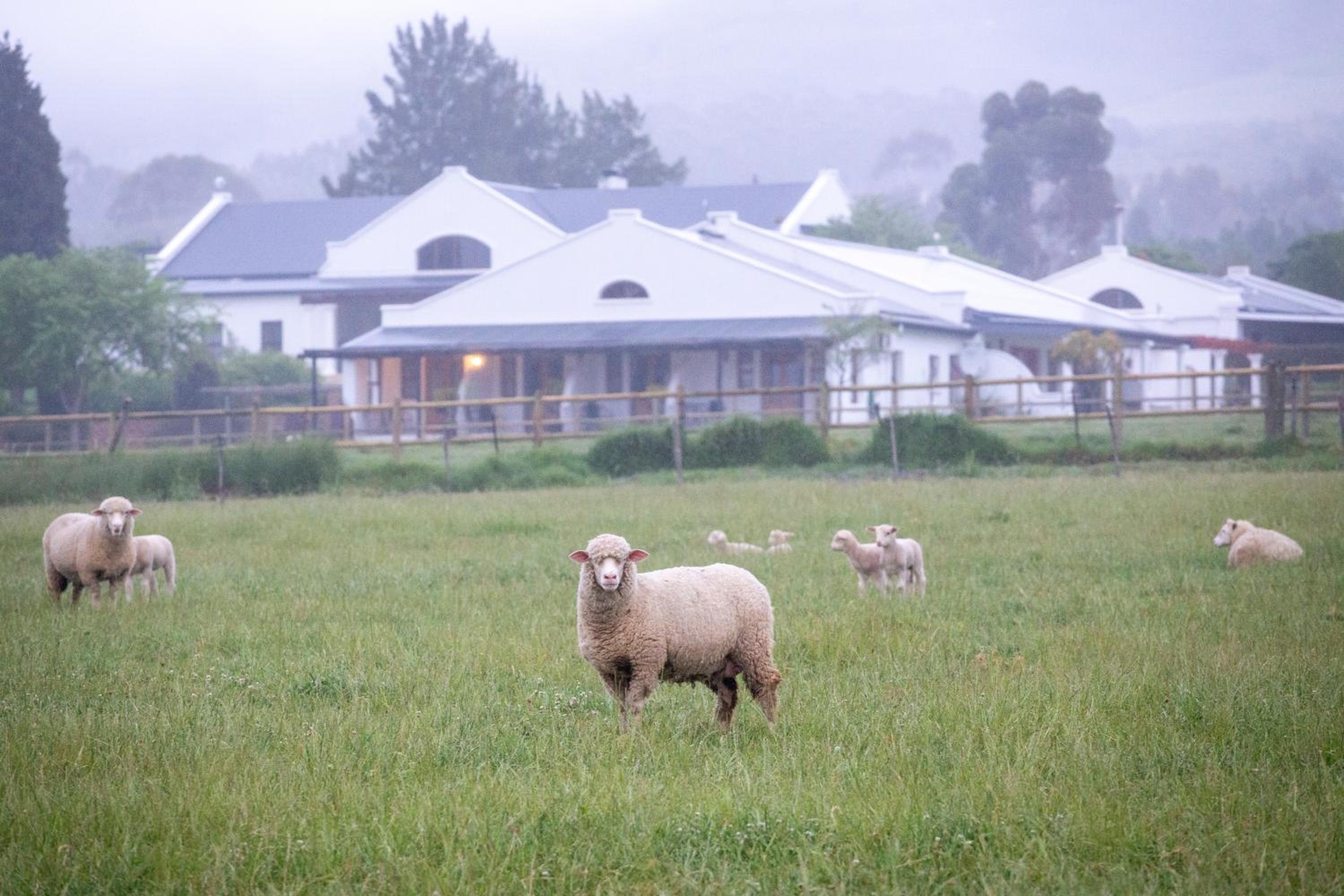 Raptor Rise Farm