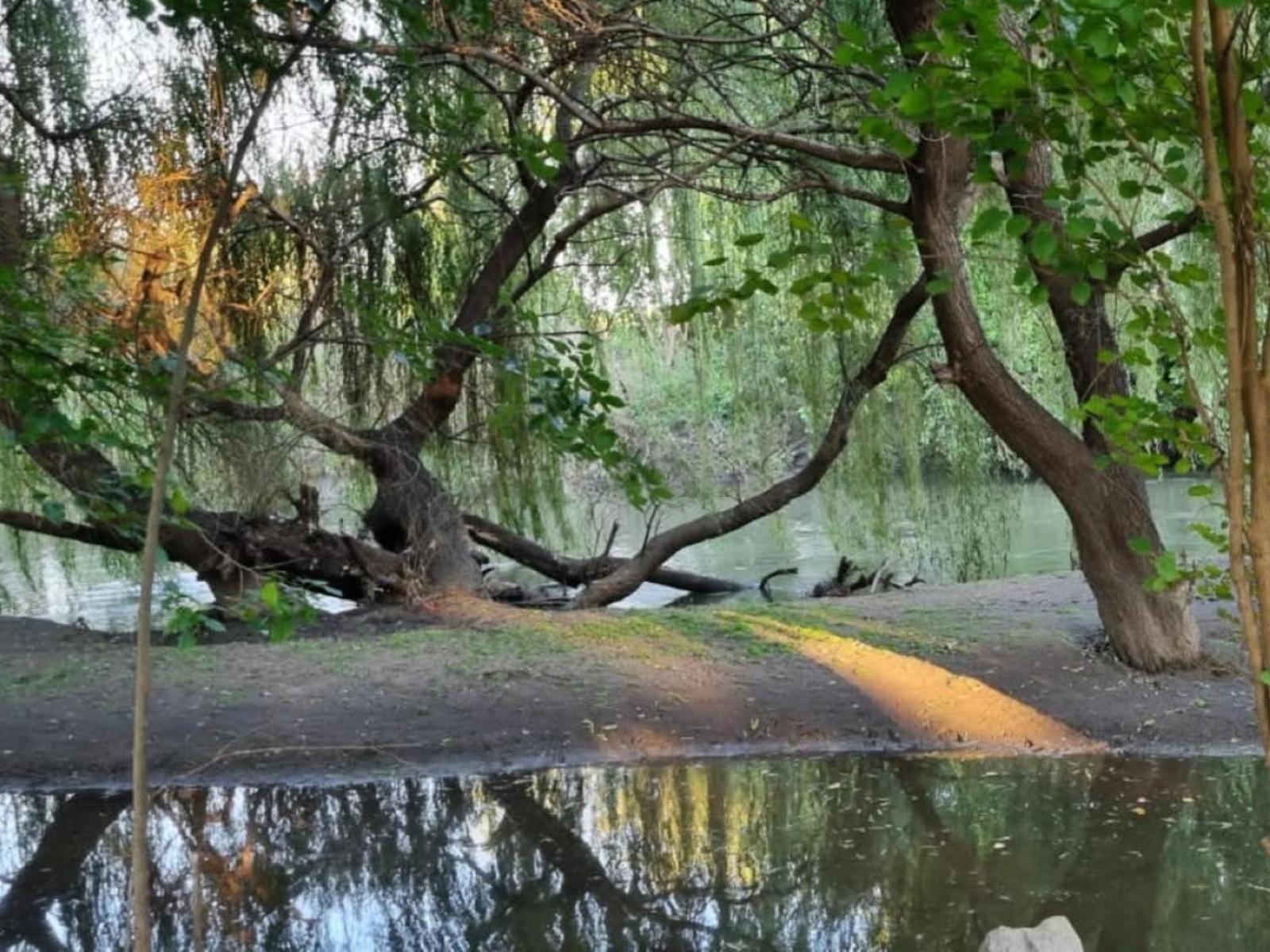 Peaceful Willows