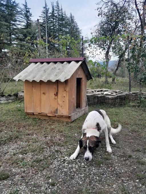 BaBa guesthouse