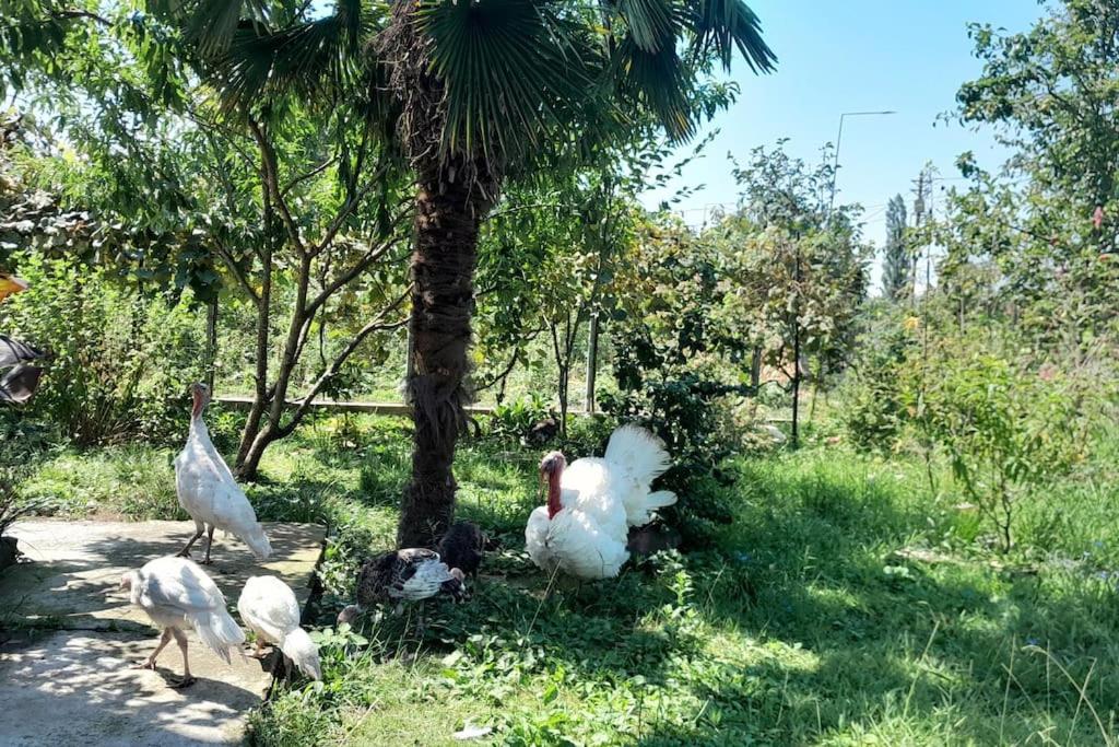 BaBa guesthouse