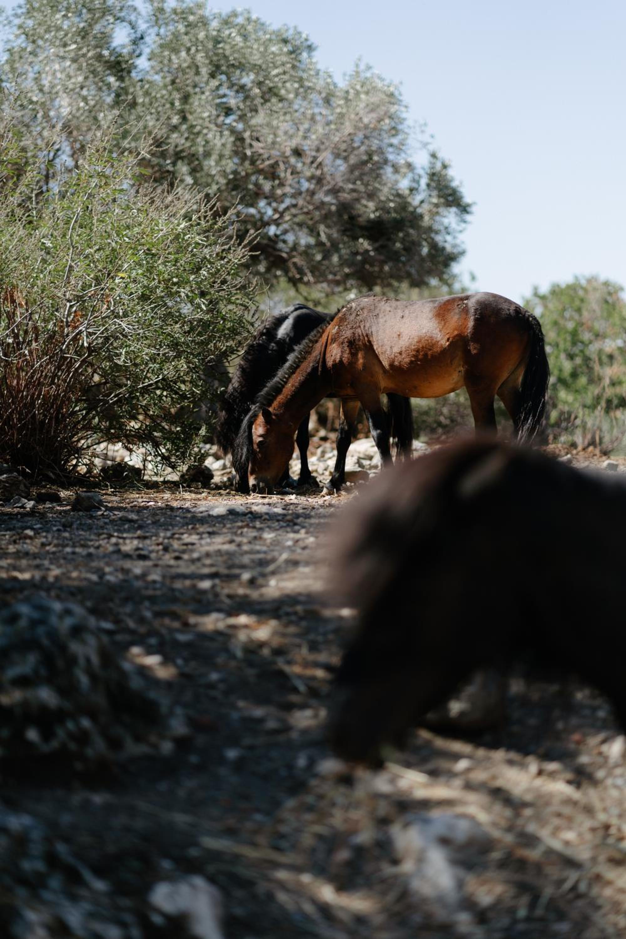 Pnoes Skyros