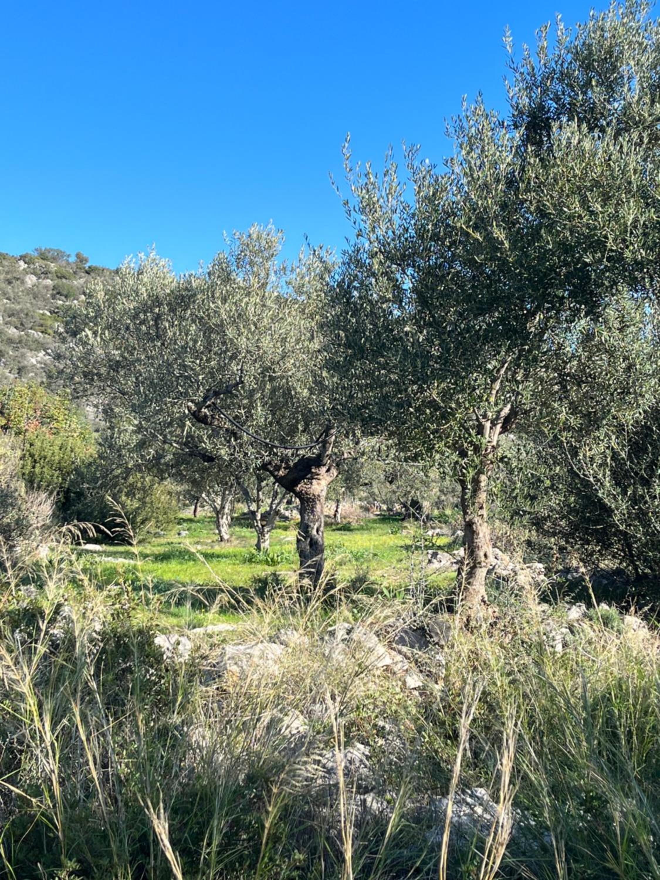 grande tente dans l'oliveraie view 3