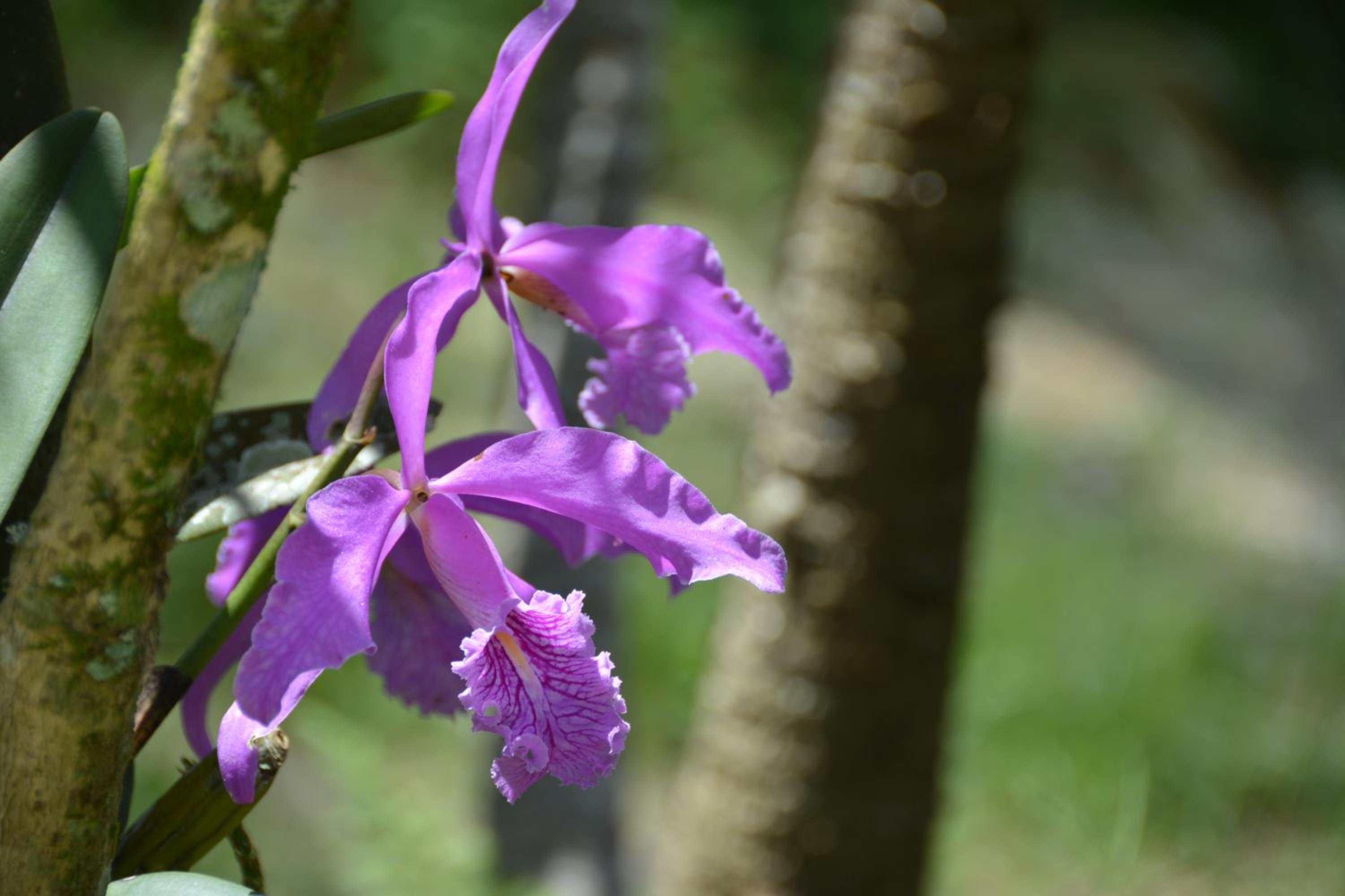 Hosteria Florecer, photo 12