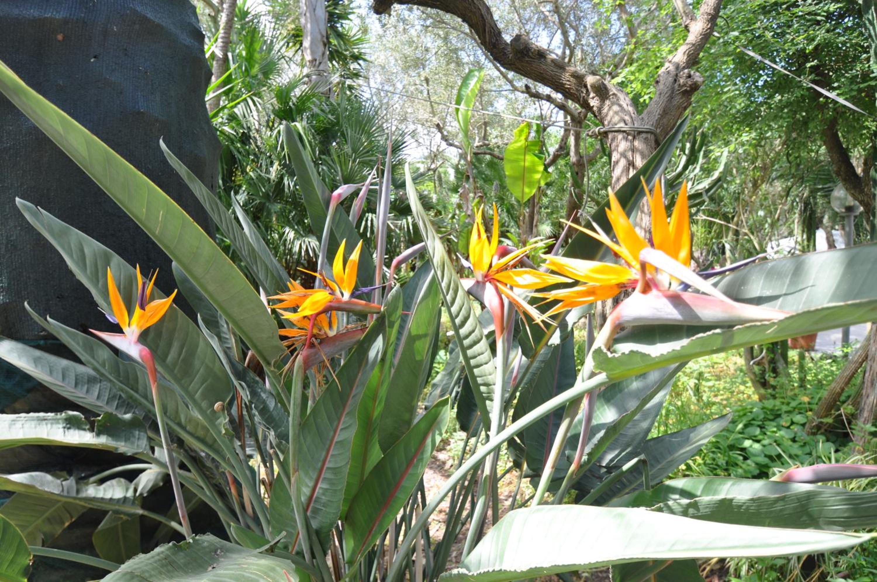 garden
