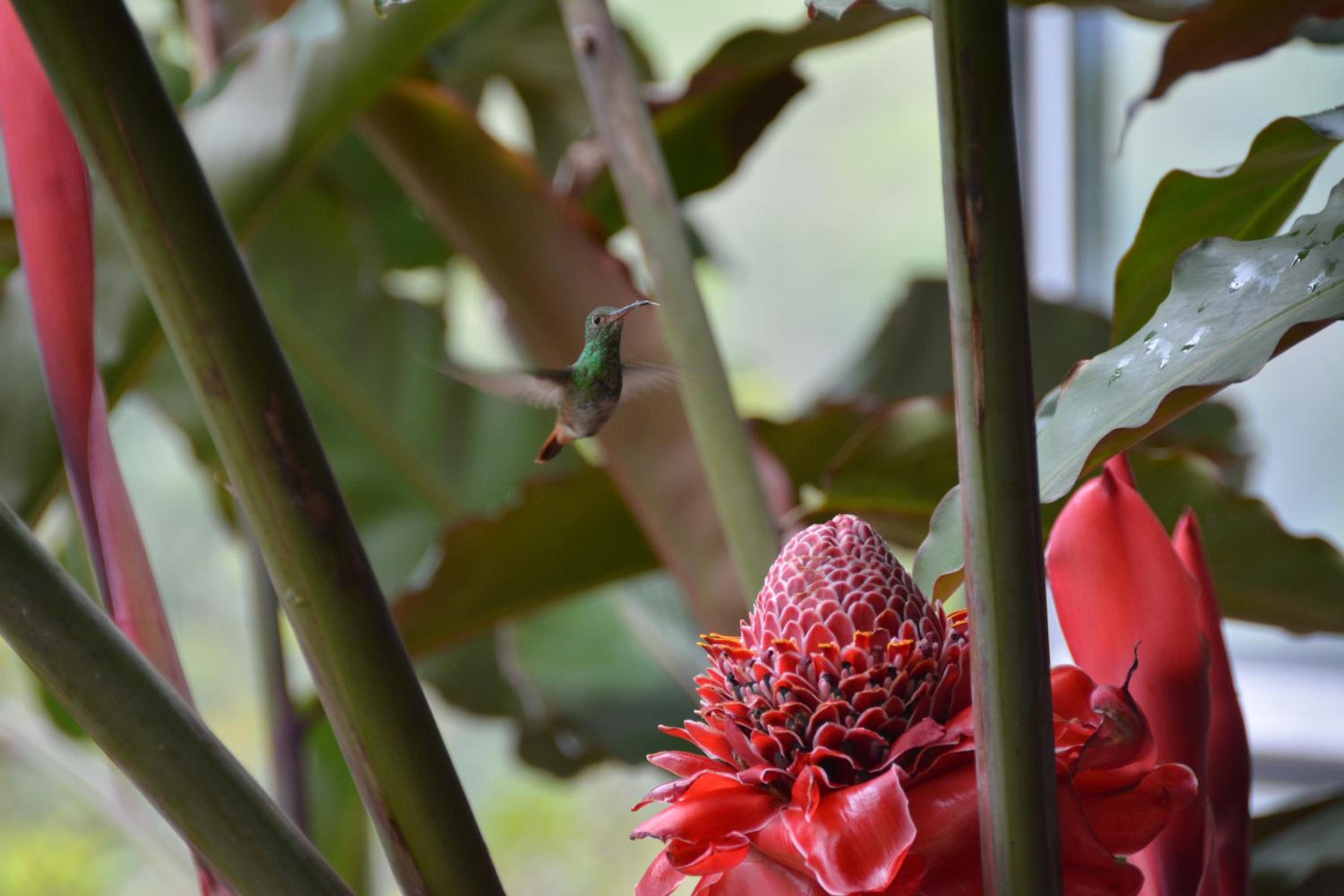 Hosteria Florecer, photo 90