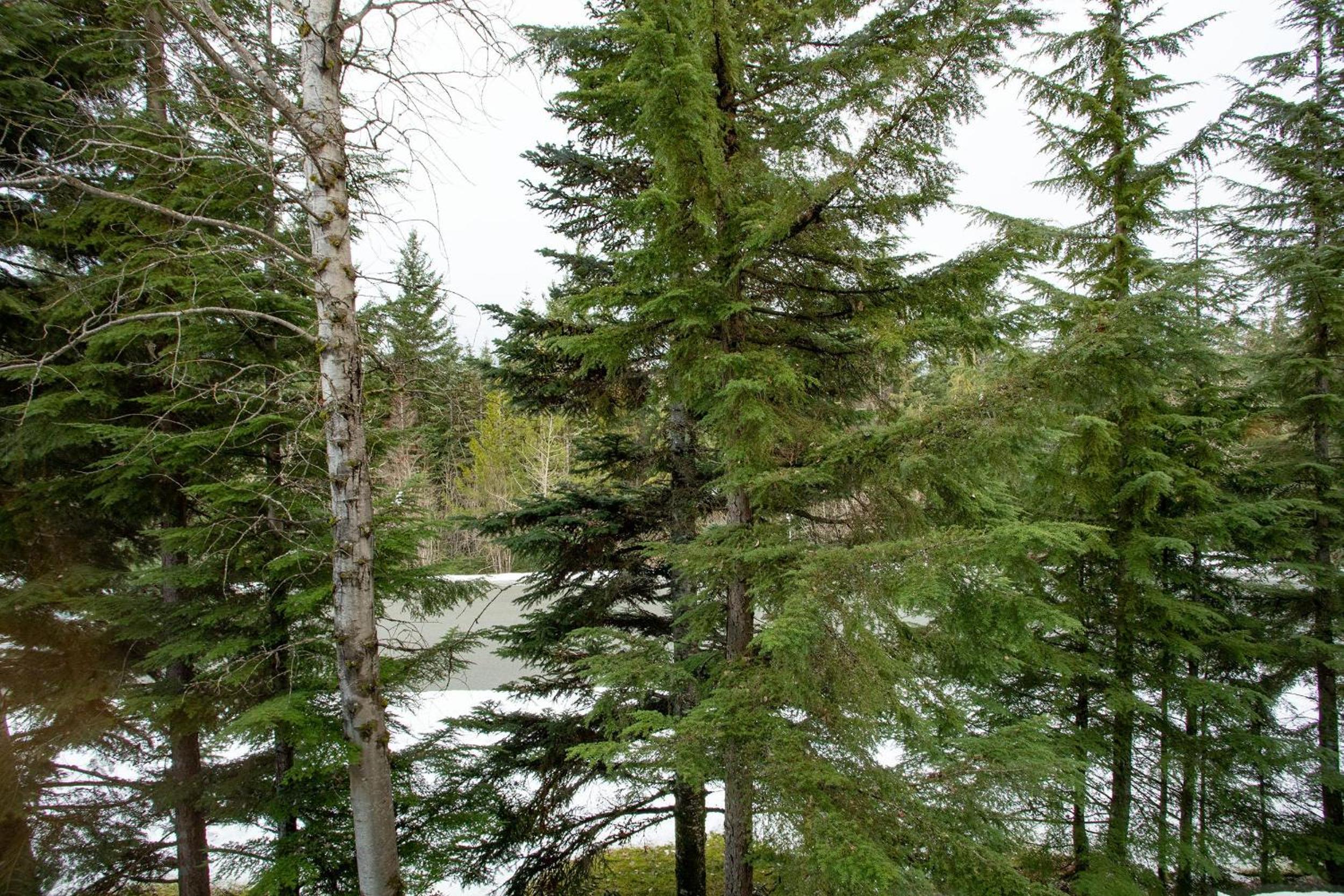 Forest Trails 9 - Walk or Shuttle to Skiing, Fireplace, Private Garage, Free Parking
