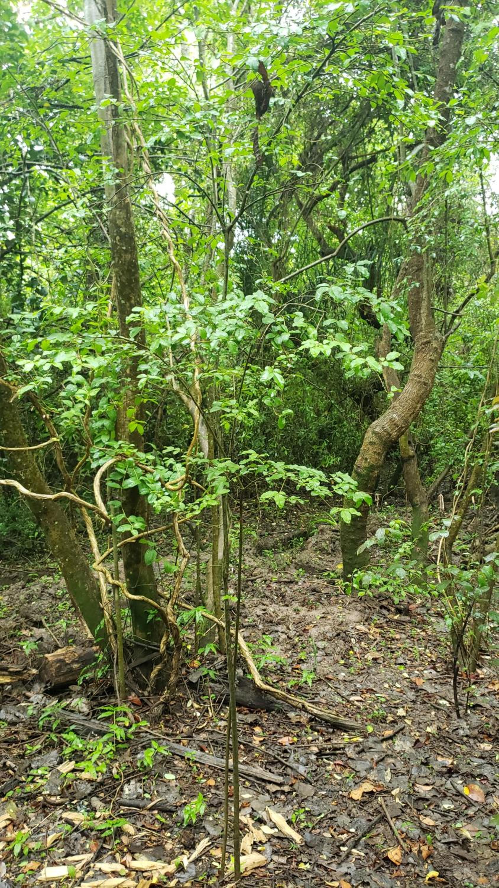 Espacio Las Abejas Cabaña El Sauce Refugio isleño