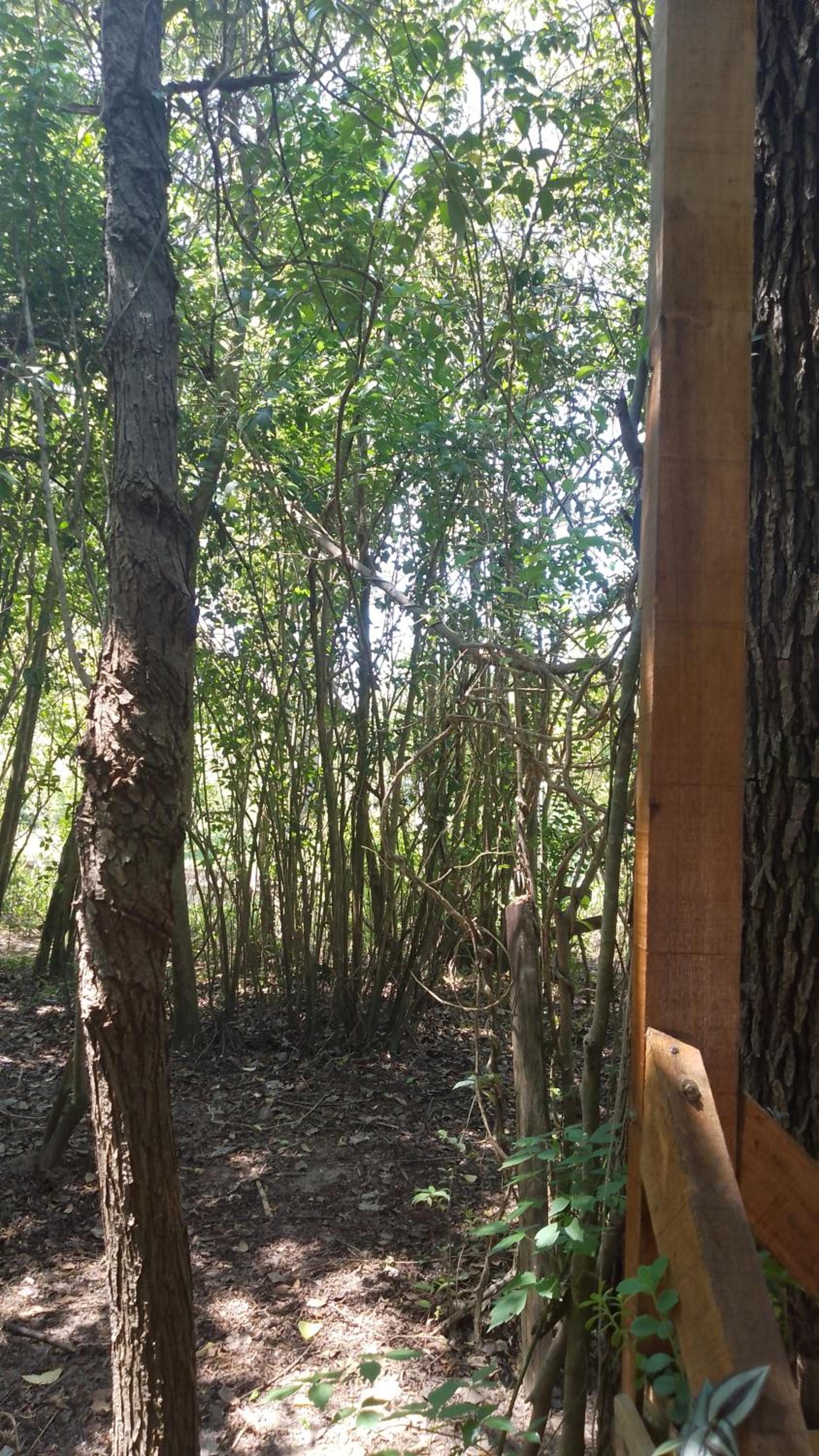 Espacio Las Abejas Cabaña El Sauce Refugio isleño