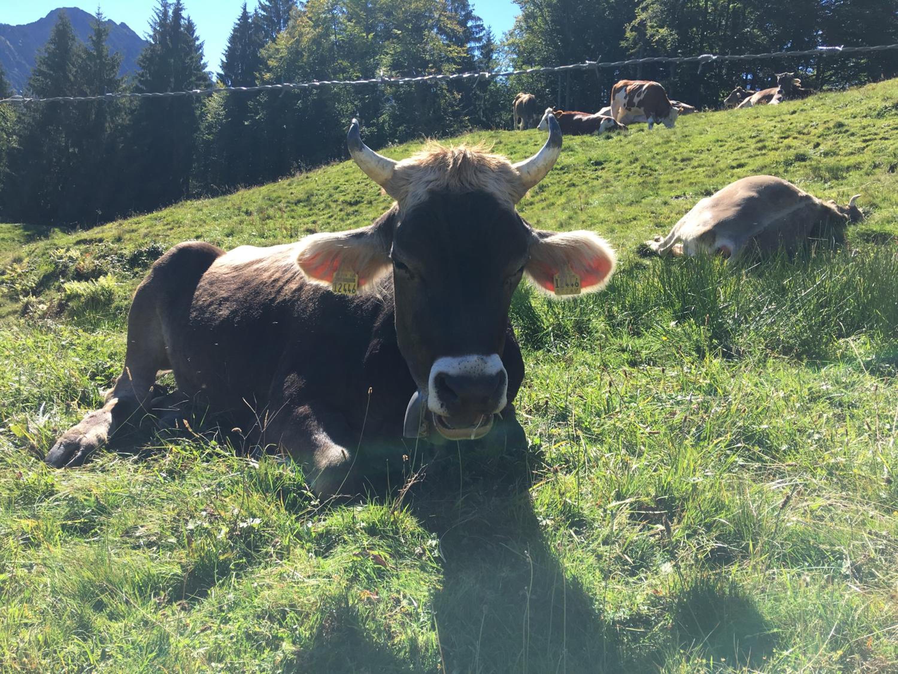 Riezler Höhe