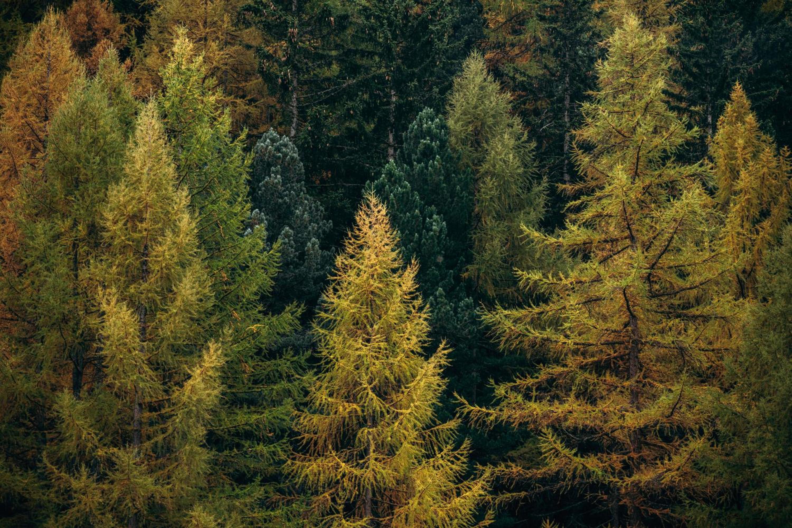 Matterhorn & Forest View Apartment