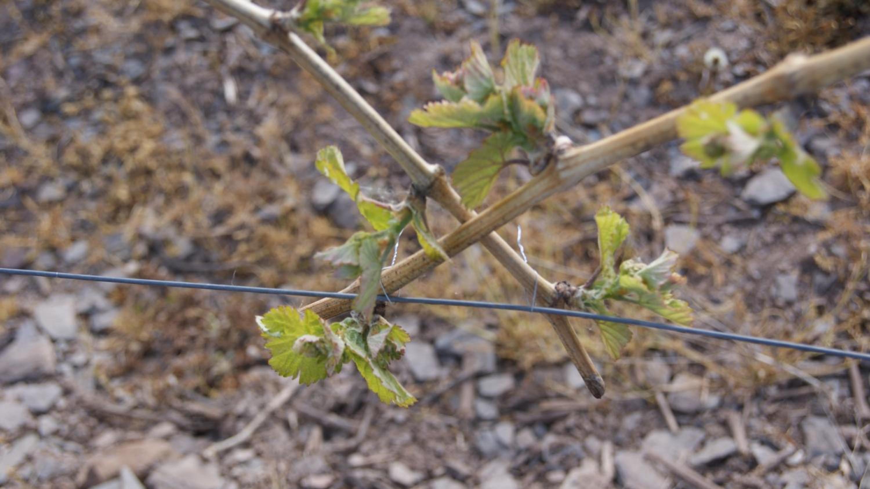 Photo 44