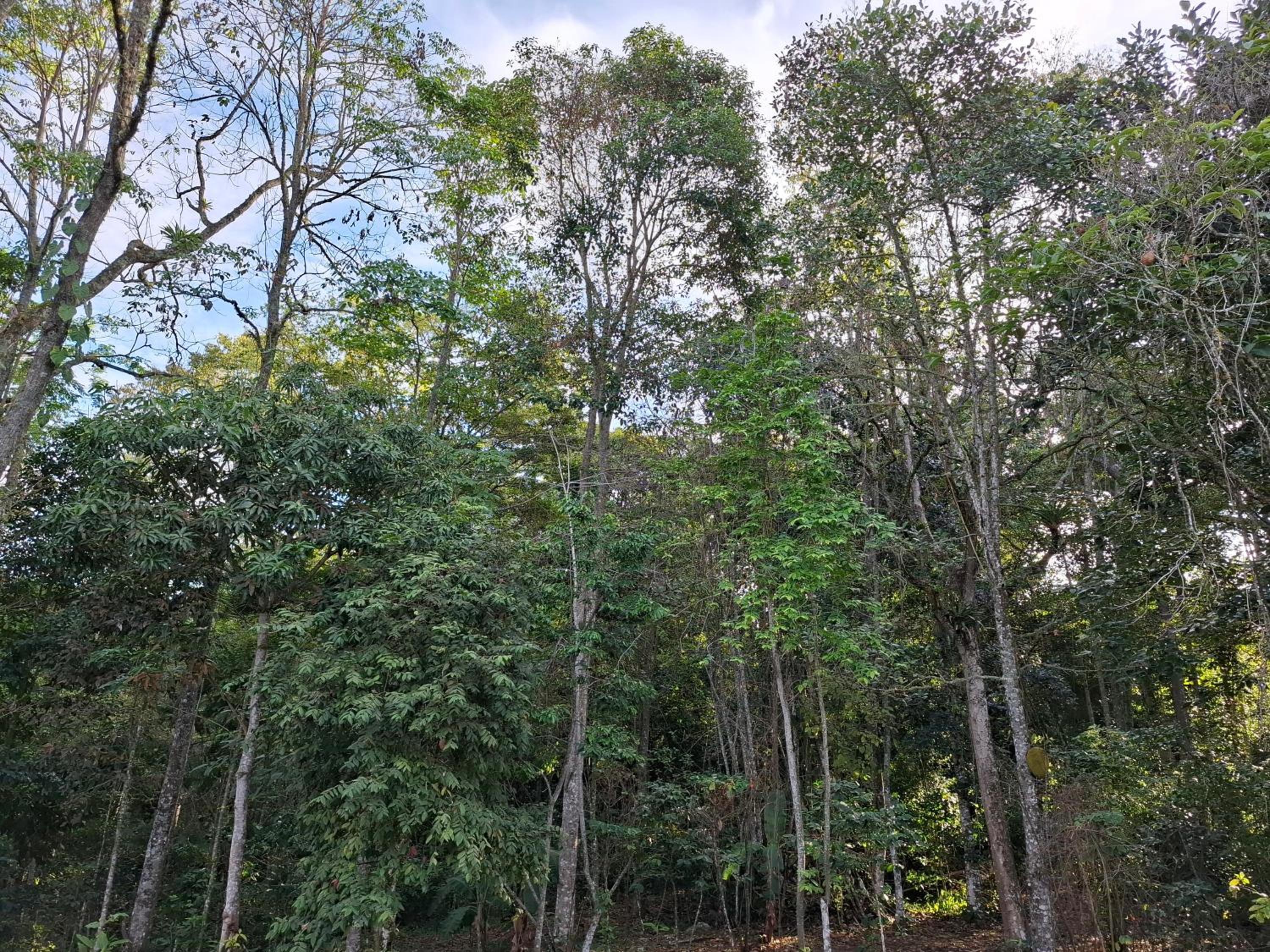 Mogambo Ecolodge