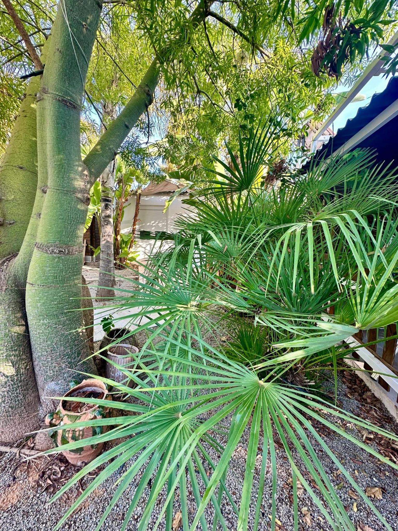 Palm Garden Valencia