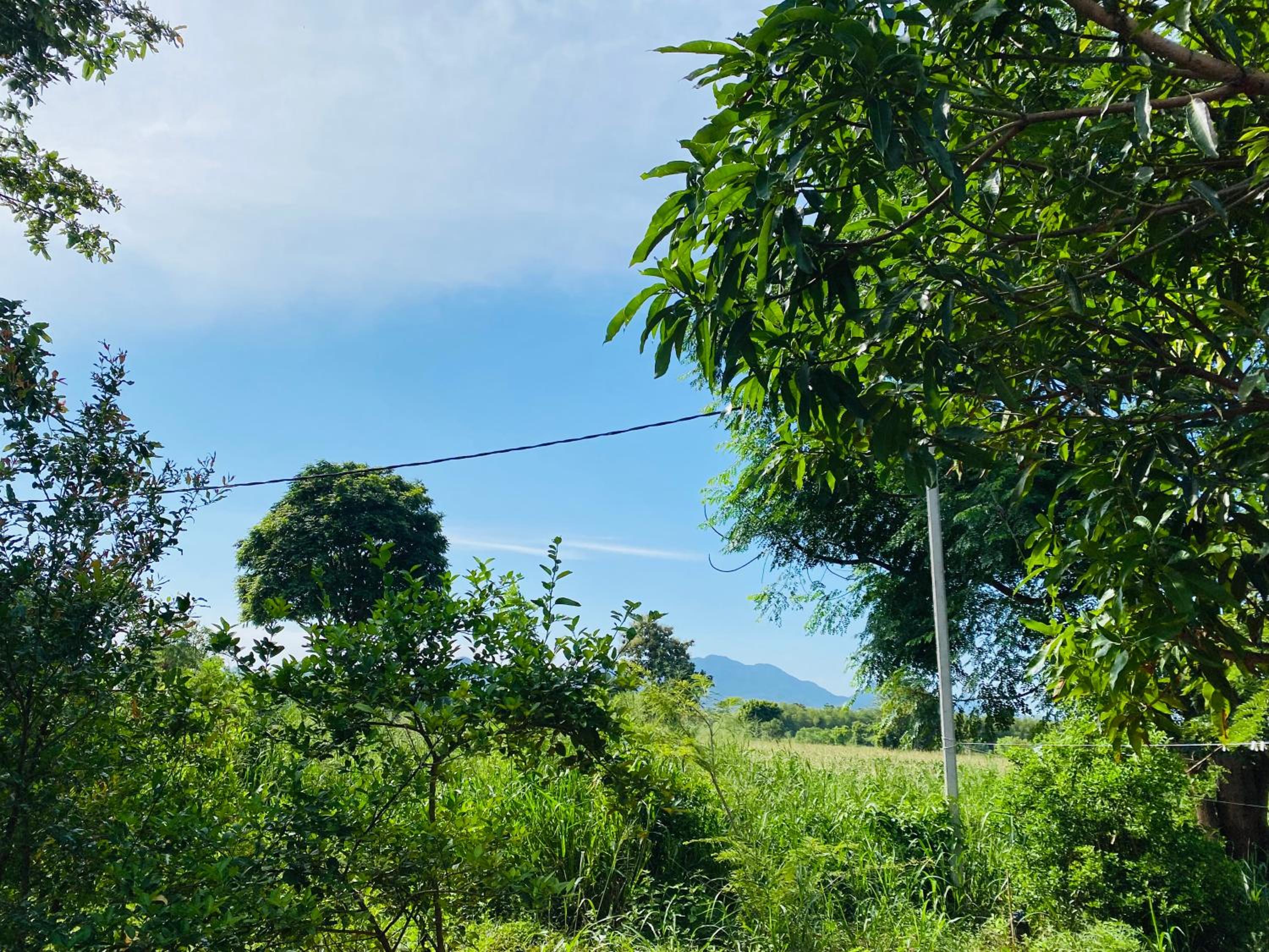Fairview Dill homestay