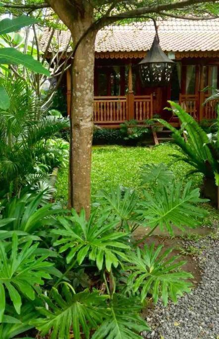 Ubud Auroville bright wooden home with kitchen