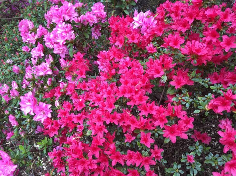 Dalia's Blue Mountain Retreat