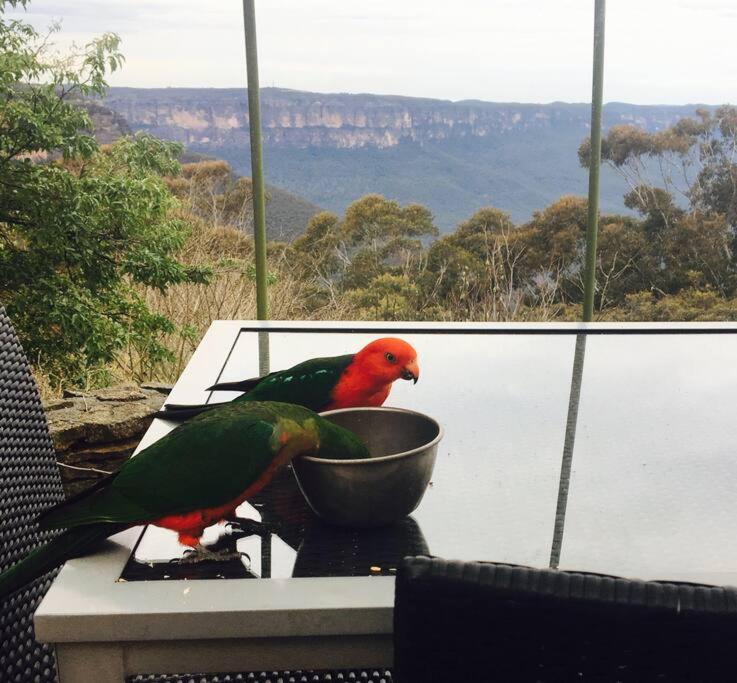 Dalia's Blue Mountain Retreat