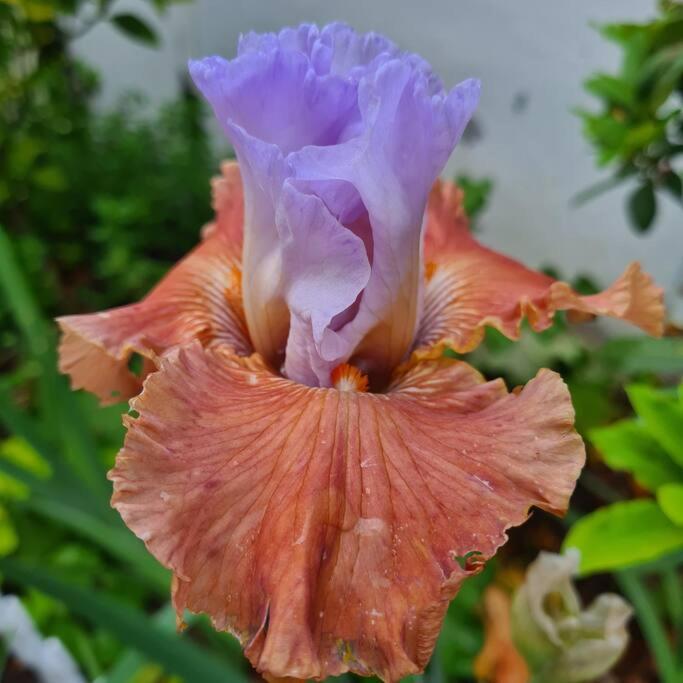 Dalia's Blue Mountain Retreat