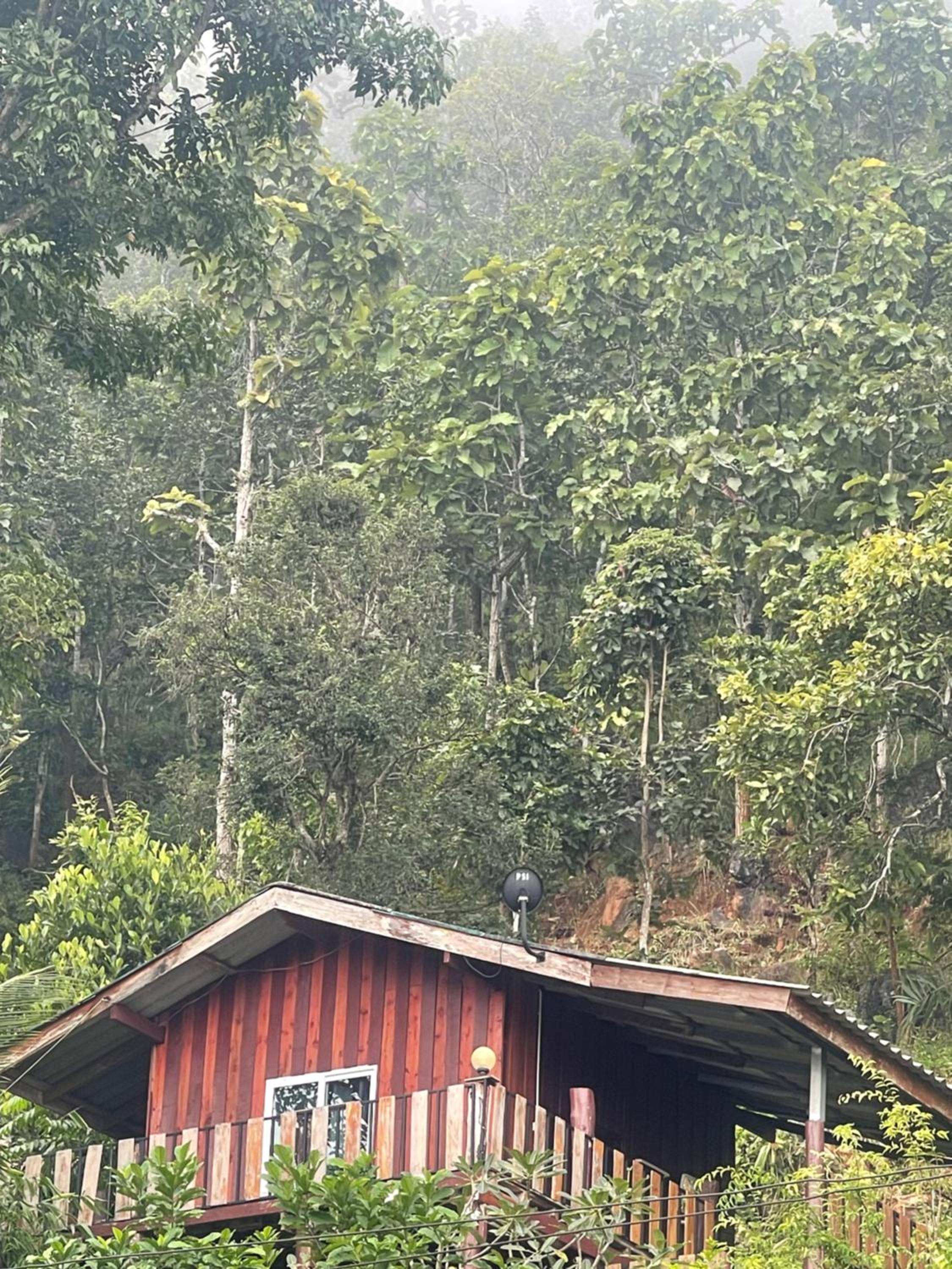 Forest Guesthouse