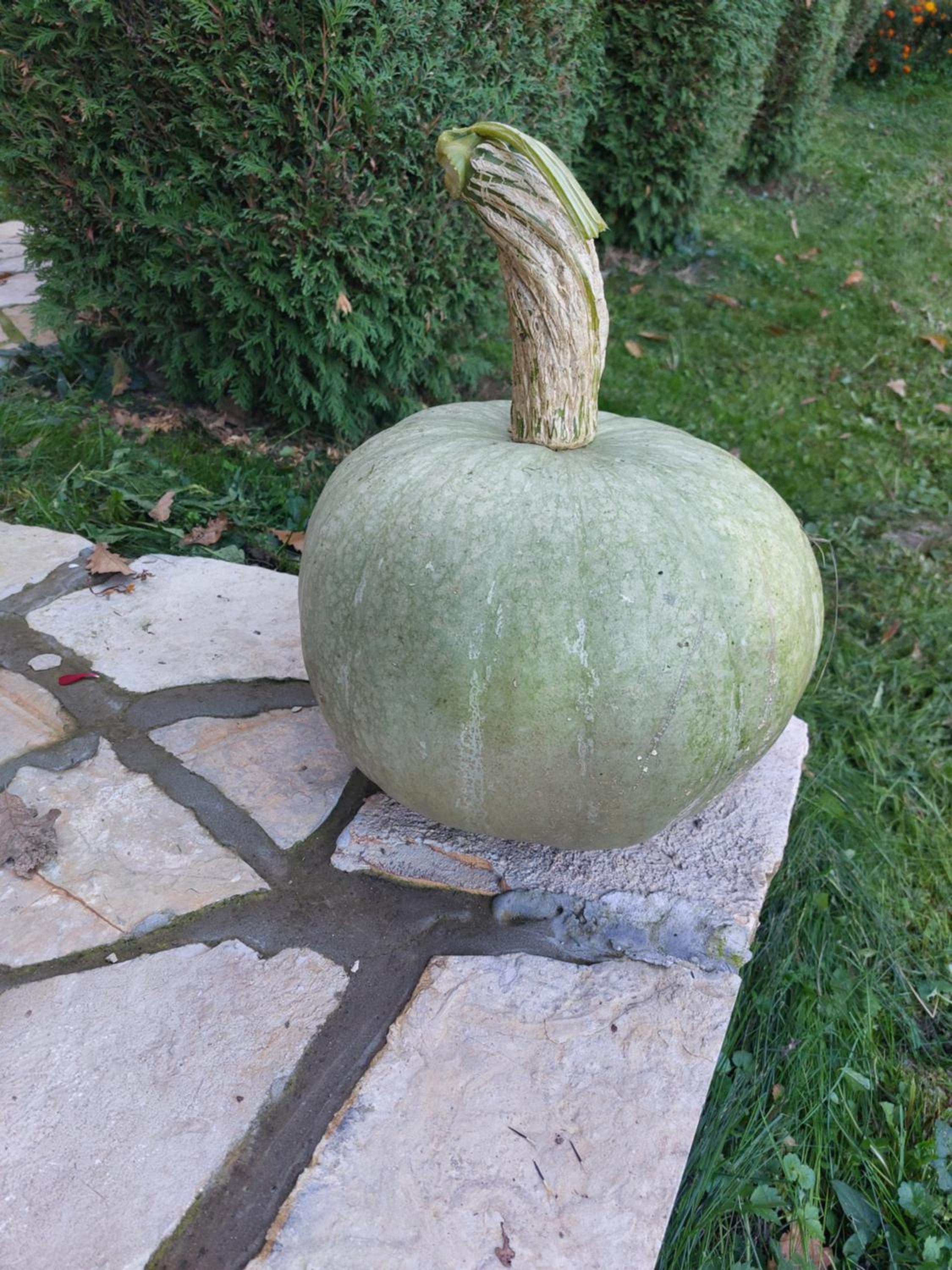 Brvnara Vrganj